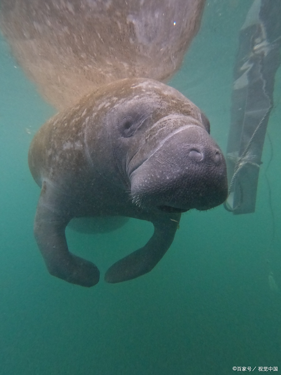 海牛:被人类逼到绝境的 "温柔巨兽",如今全球仅存多少只?