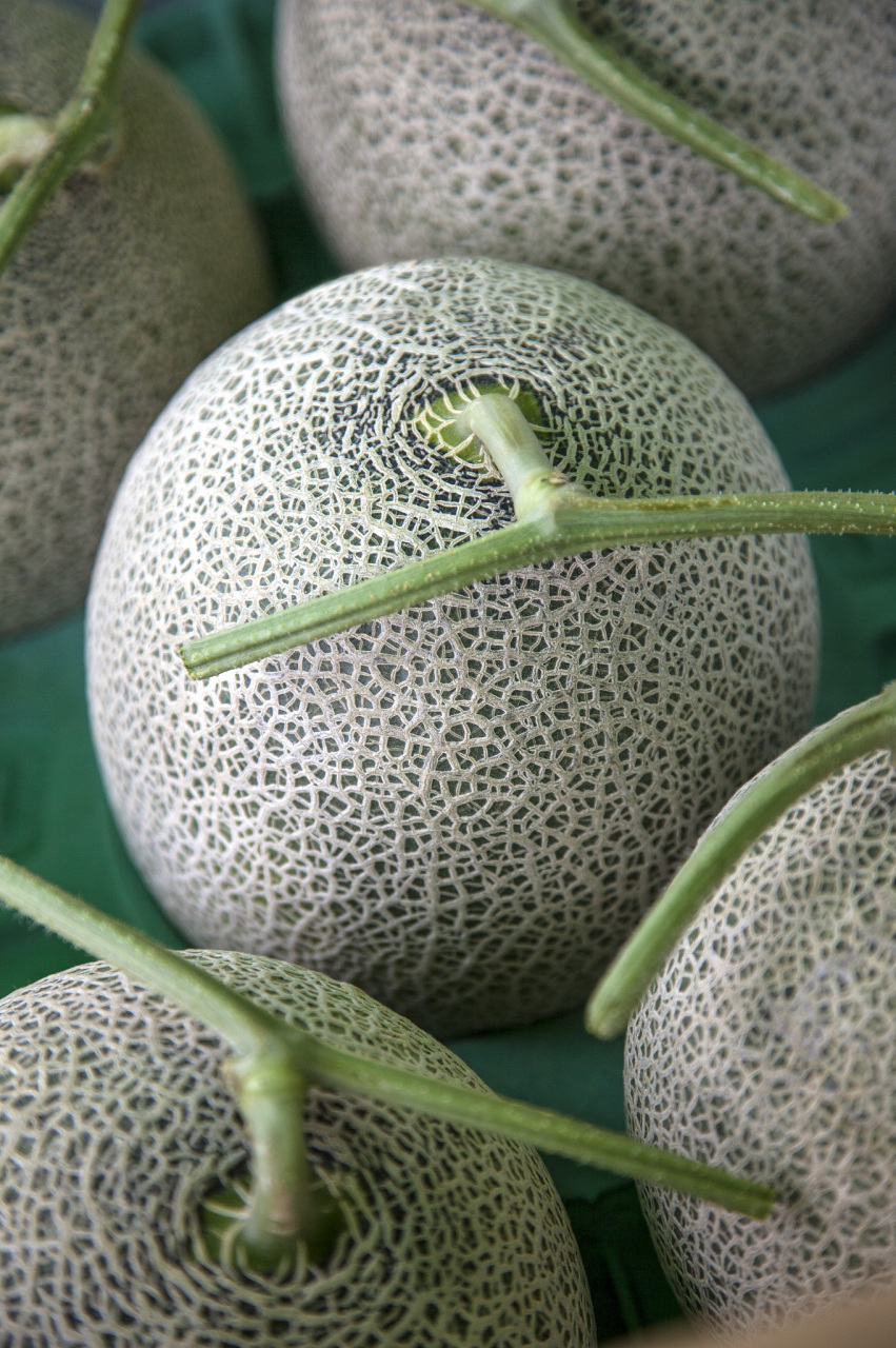 每天吃水果才能保持健康94  最近尝试了一下玫珑蜜瓜,真的是让我大