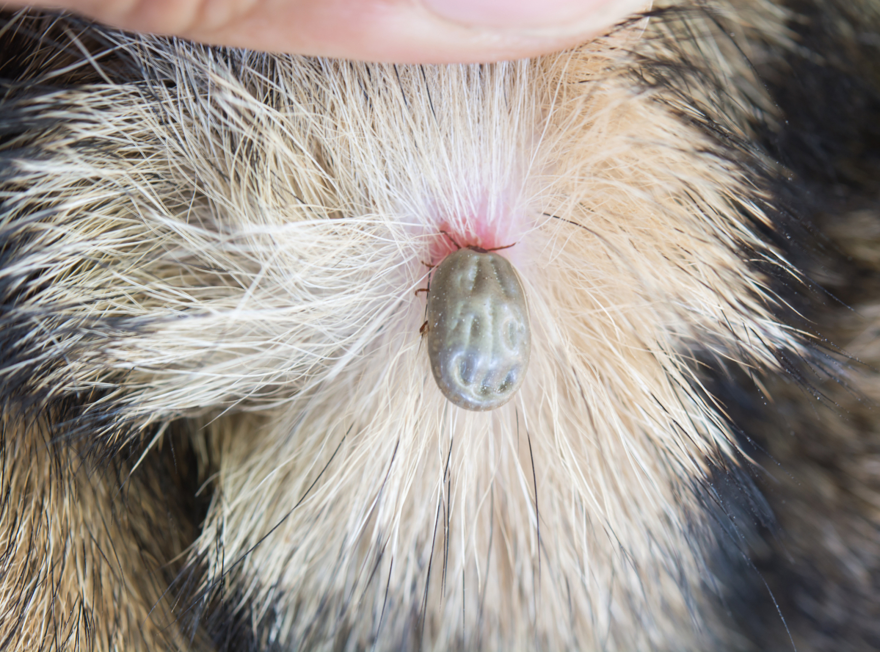 百家新收益#  去除鸡虱子的最快方法通常包括以下步骤:  1.