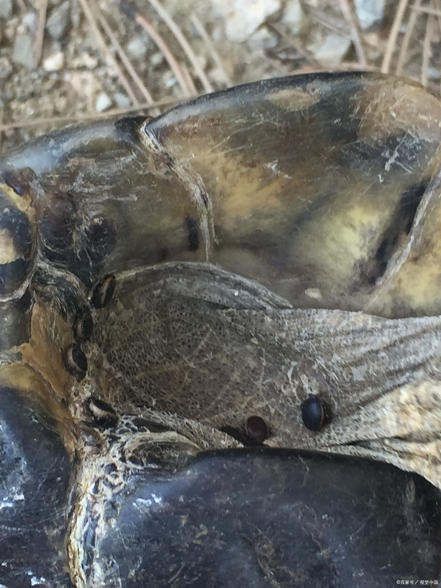 甲鱼的做法可谓是中华美食文化中的一颗璀璨明珠,其烹饪技巧之精湛