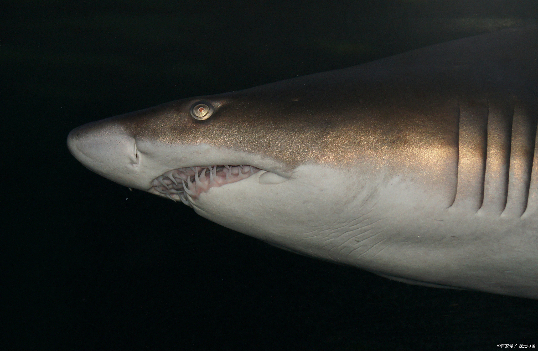 巨口鲨:海洋里的"贪吃巨兽"