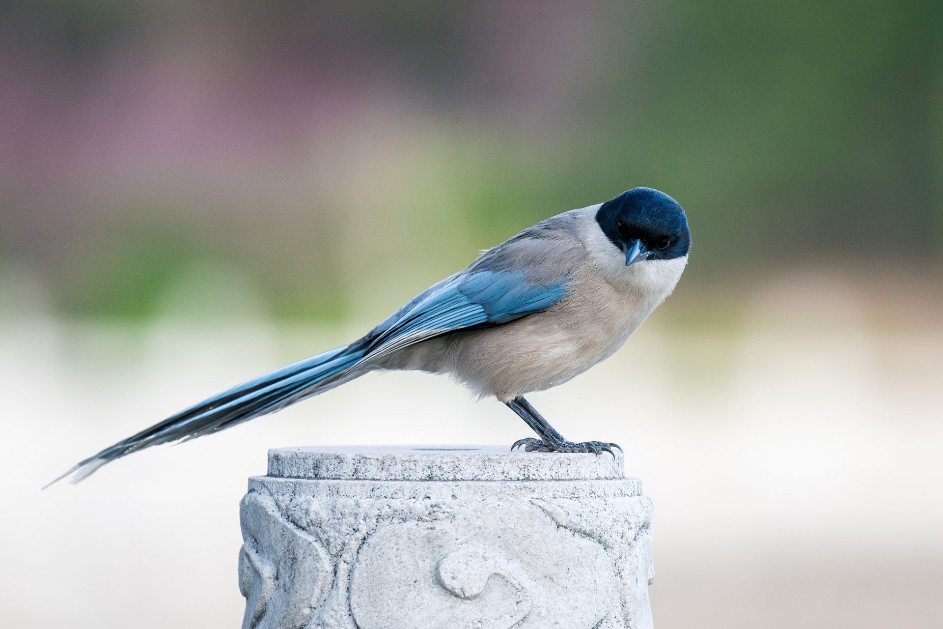 四喜鸟是一种聪明且可爱的鹦鹉类鸟类,因其擅长模仿人类语言而备受