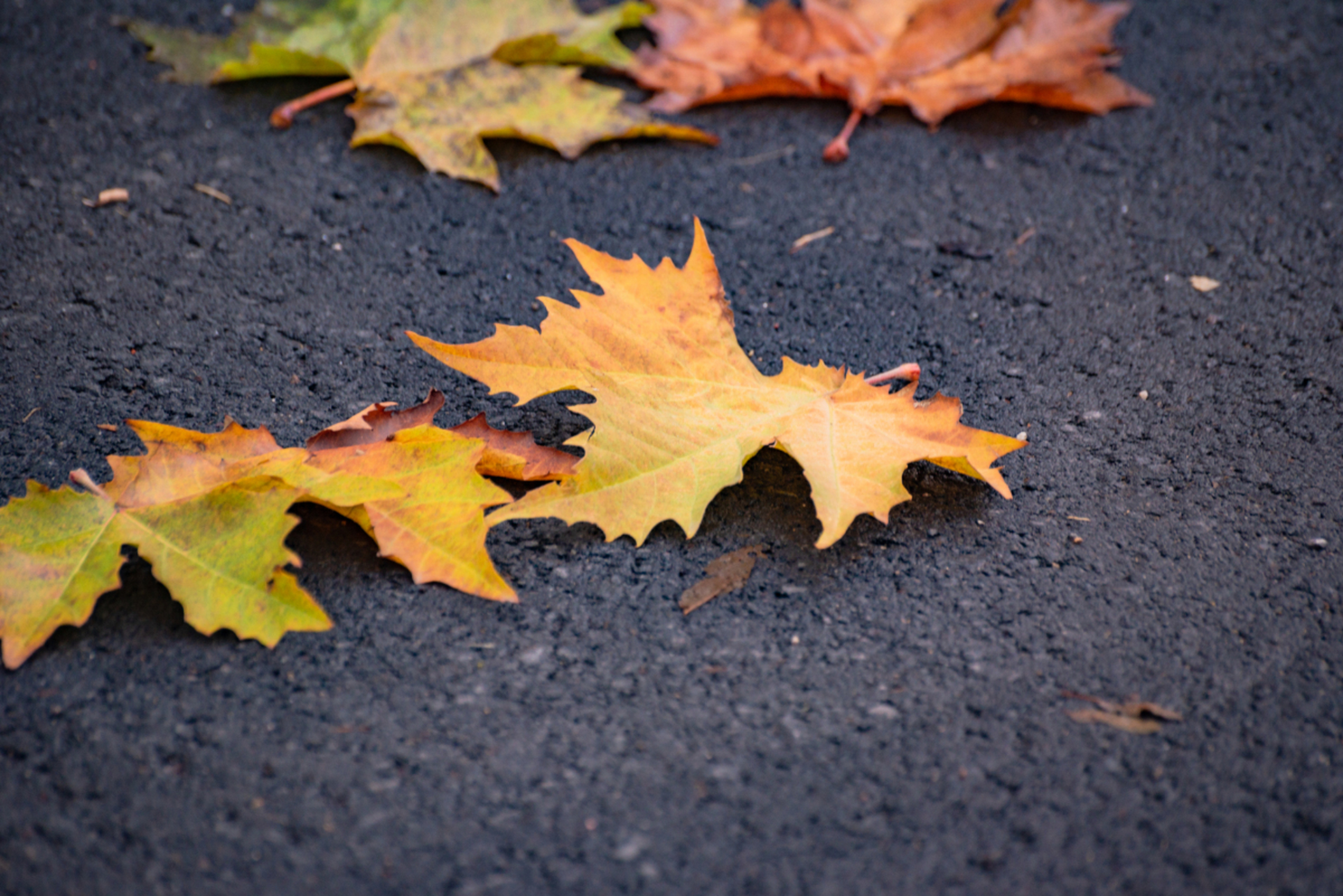 秋天的落叶是秋天最美丽最浪漫的风景之一,金黄色的稻谷,硕果累累的