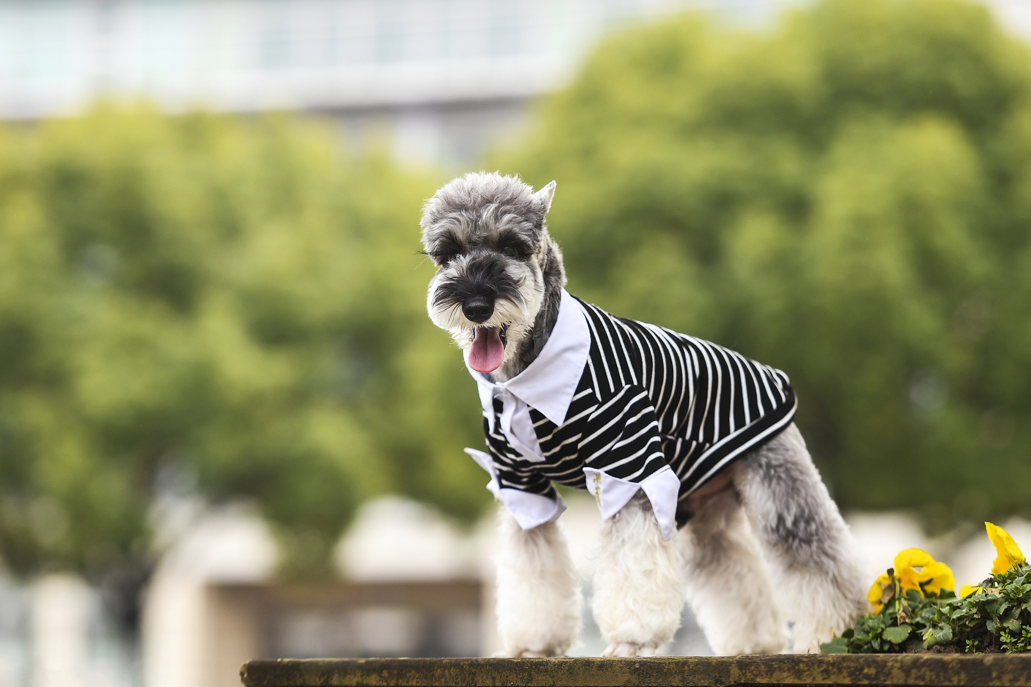 "大小争议:究竟雪纳瑞是小型犬还是中型犬?