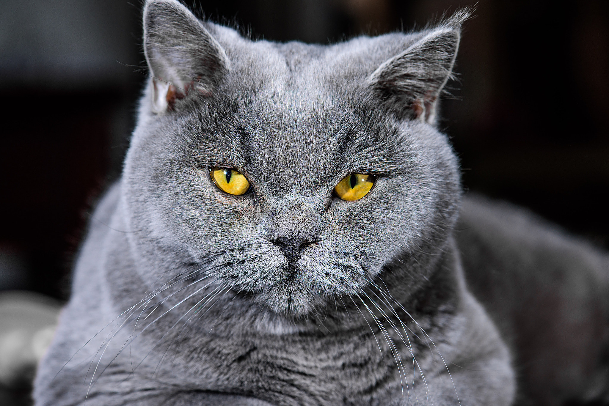 更准确的称呼应该是"灰色猫灰蓝猫灰猫图片灰猫蓝眼睛是什么猫灰猫