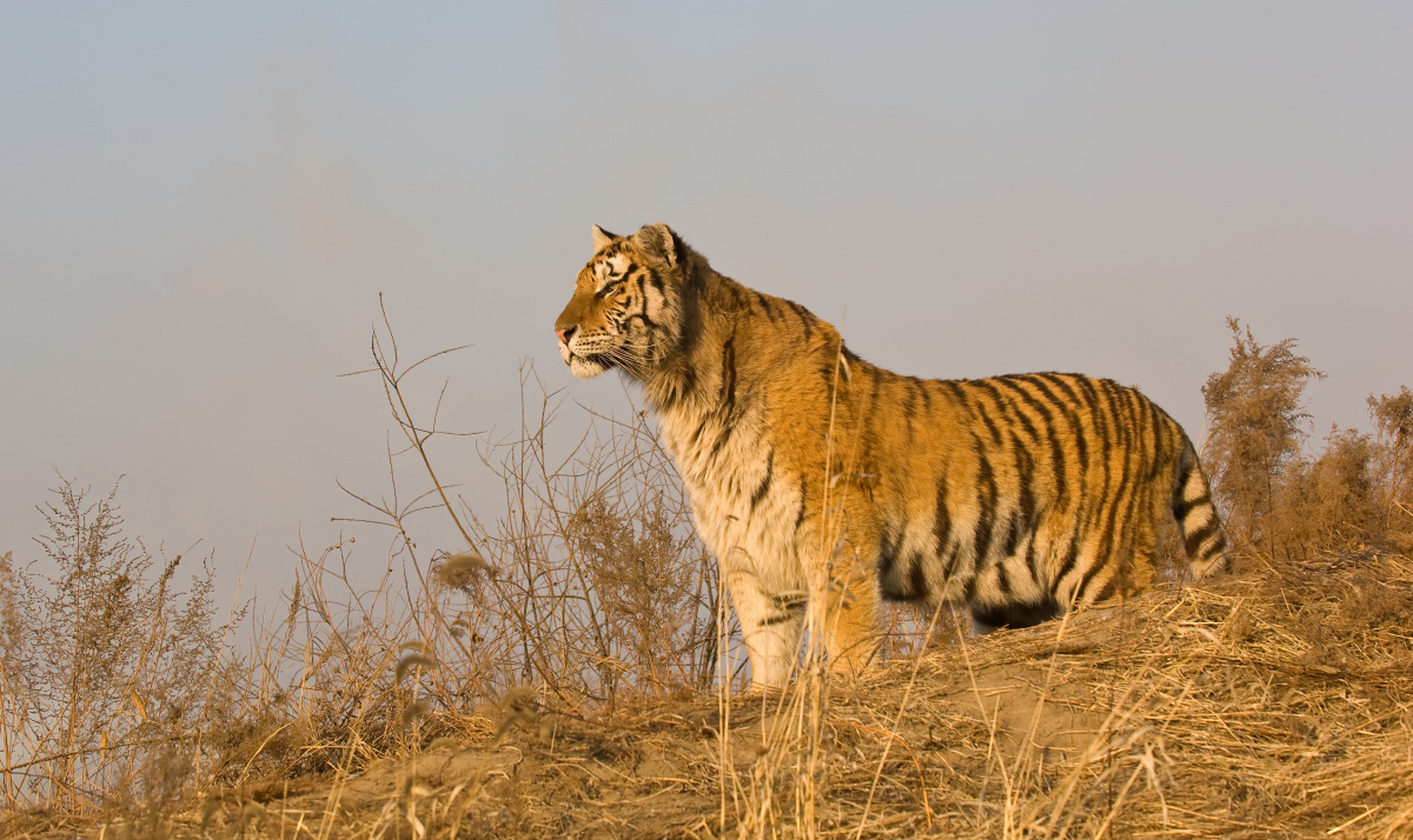 长春一虎园两东北虎相争一虎死# 东北虎园惊现血案 一只老虎被屠噜