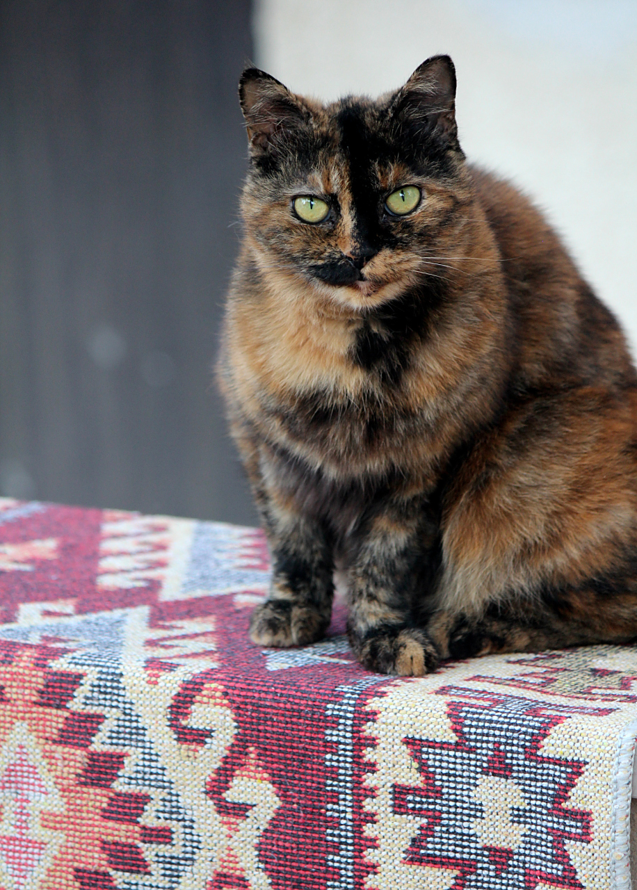 玳瑁猫以其独特的玳瑁色毛发和温顺的性格而闻名.