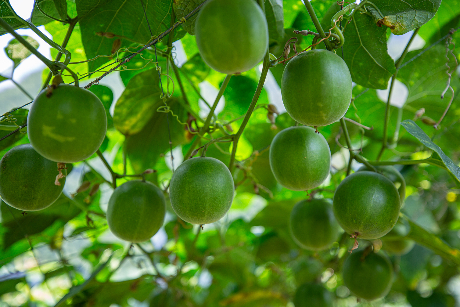 罗汉果用冷水清洗后掰开,沸水冲泡即为罗汉果茶.