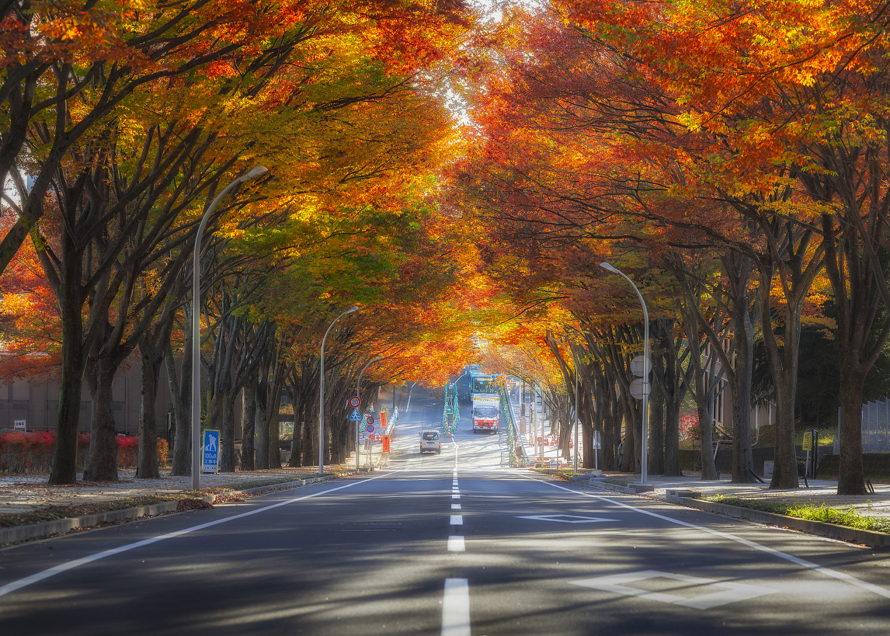 南京太好看了# 南京的梧桐大道是指位于南京的一些栽种了梧桐树的