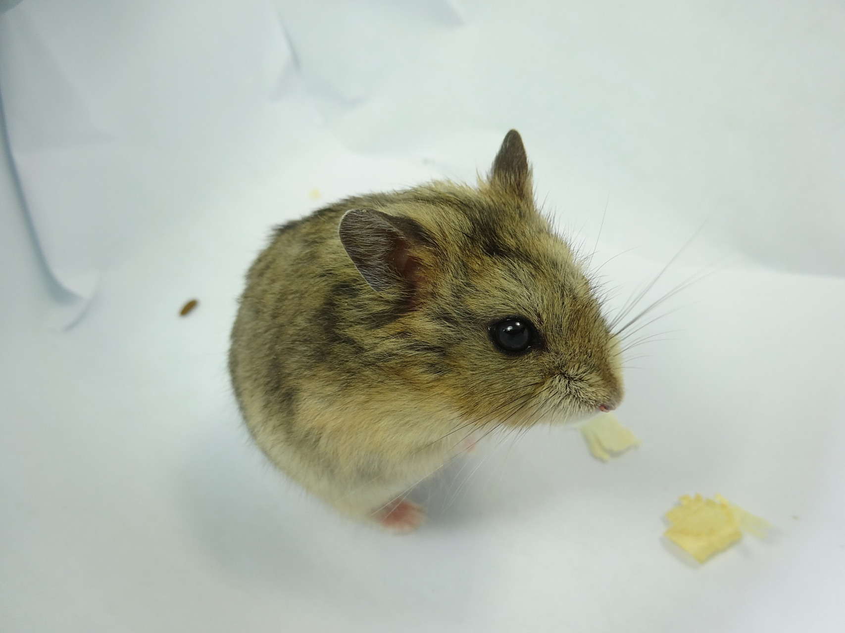 被仓鼠咬流血了,需要注射狂犬疫苗吗?#宠物#  首先,需要明确的是,仓鼠