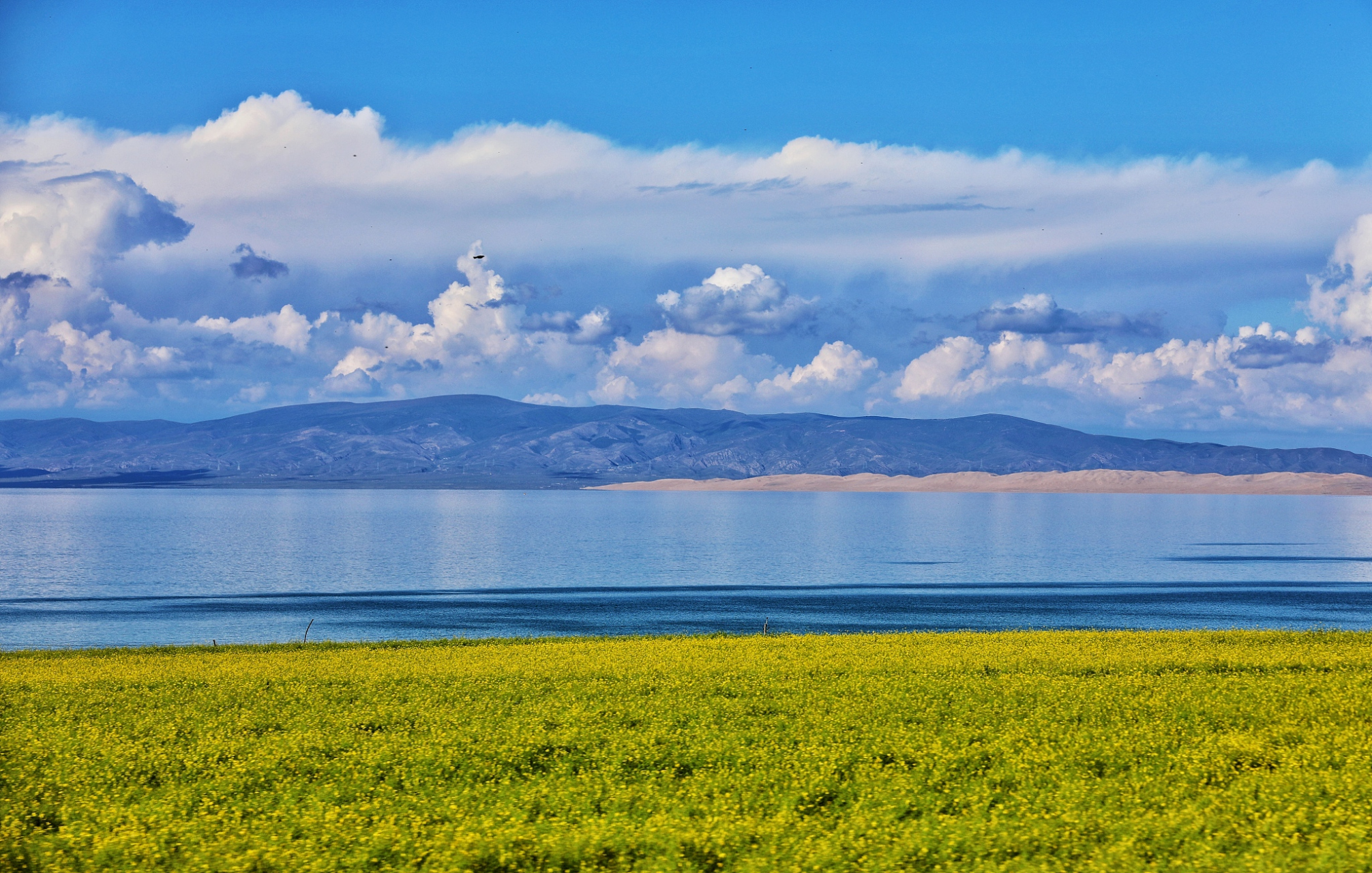 本来准备去南京溜达一圈,但女儿说七月份是青海油菜花盛开的季节,建议