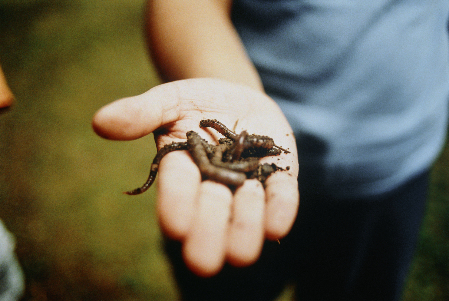 不知道算不算运气,我从初中开始抓蝎子,抓了三年,从来没有被蝎子蛰过