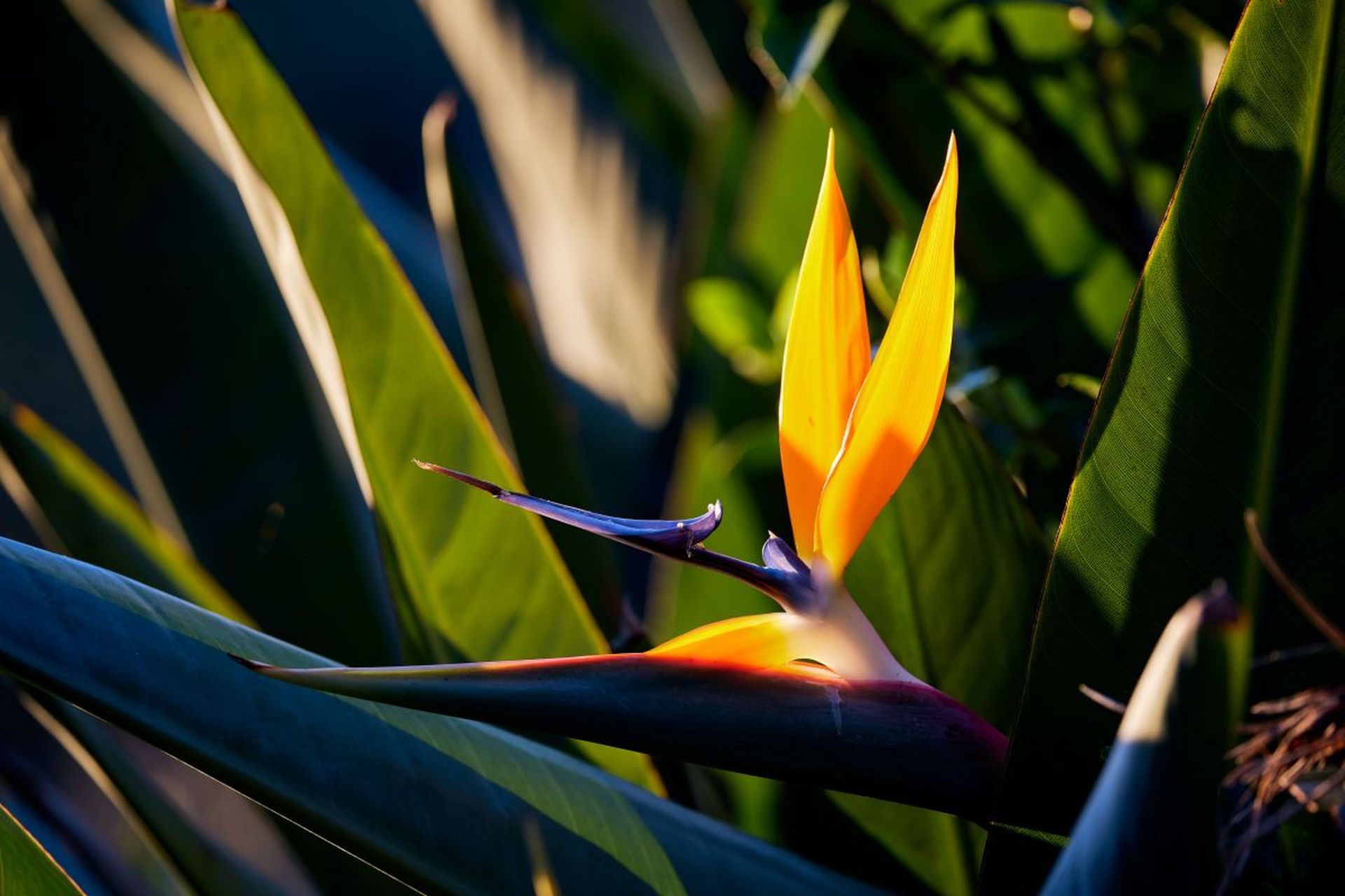 [原文:天堂鸟水培的养殖方法]