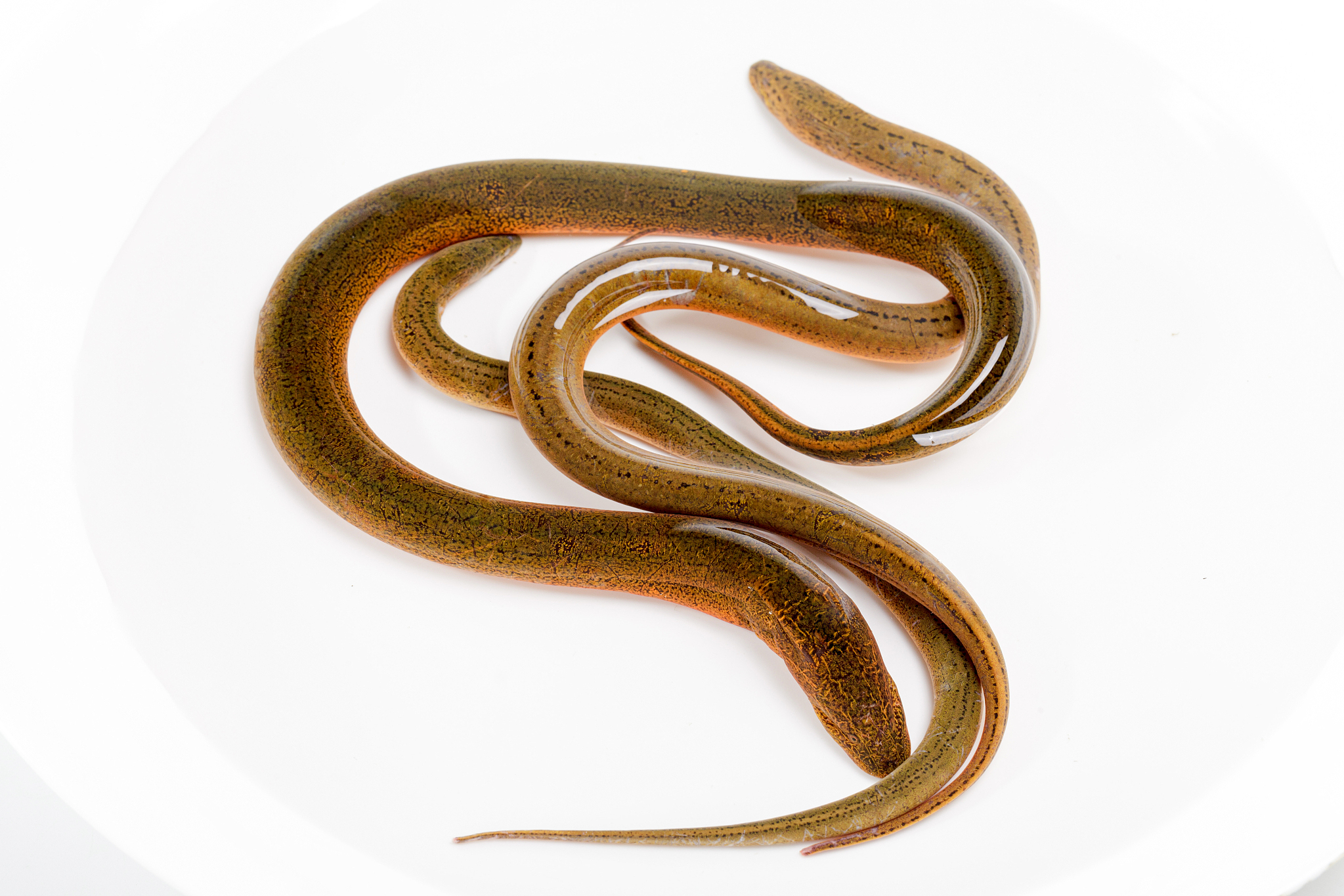 摘要:  黄鳝是我国重要的水产养殖品种之一,肉质细嫩,营养丰富,养殖需