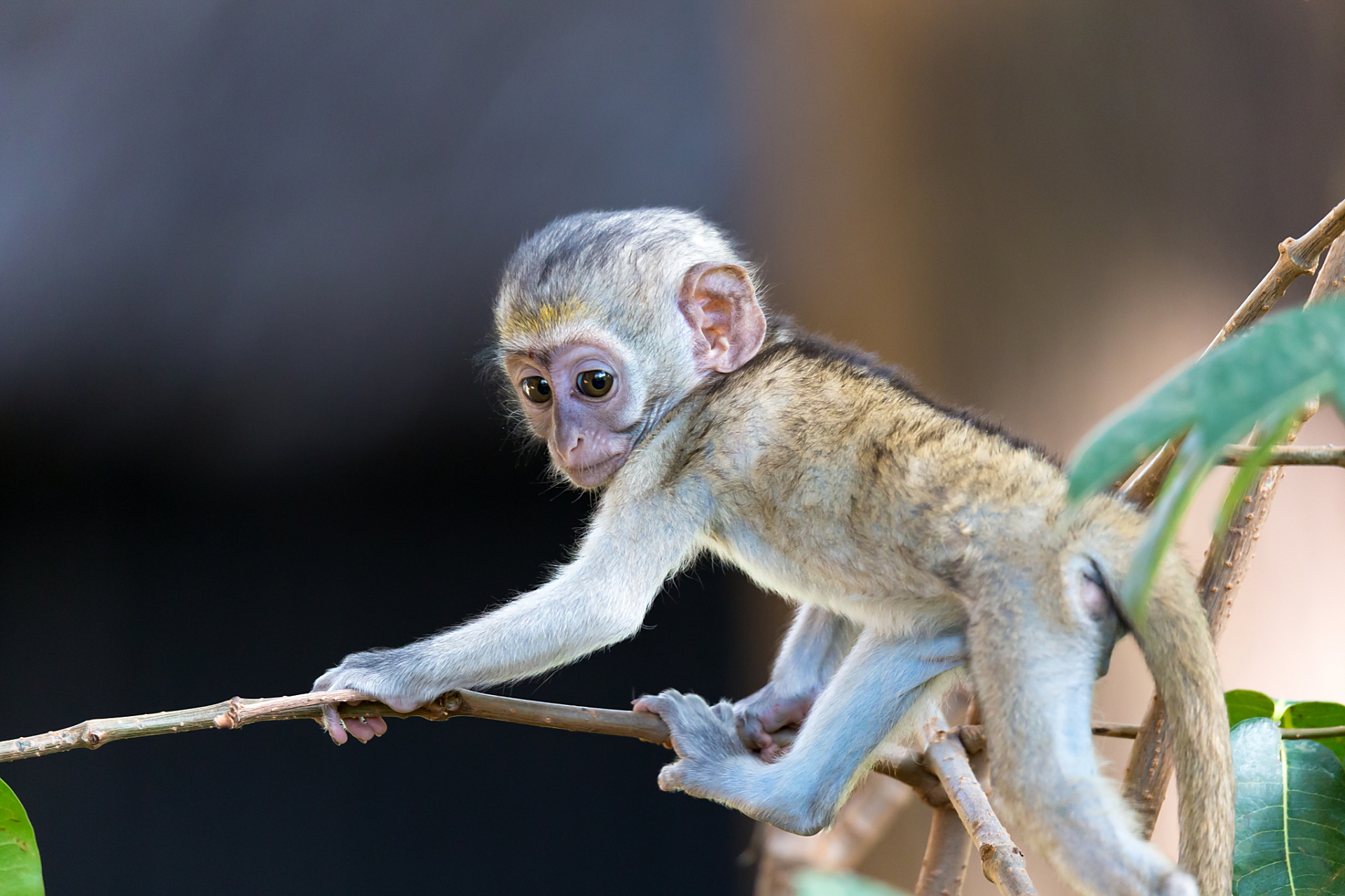 人类幼崽的振臂一呼 动物园里,各种各样的小猴调皮地跑来跑去,其中
