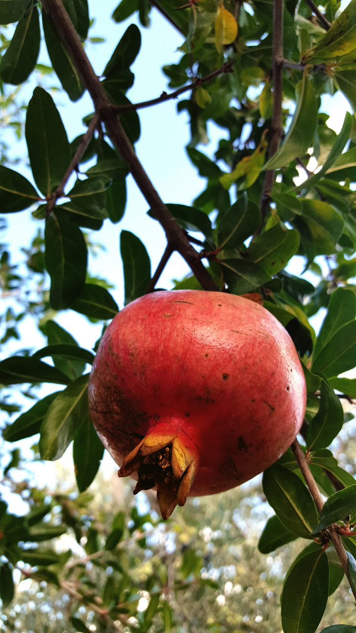 凉山,攀枝花石榴"卖惨带货"现象调查:视频全是摆拍,主播给钱找村民当