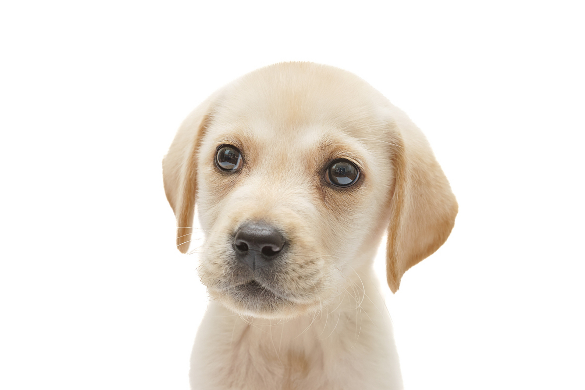 拉布拉多犬是一种友善,聪明和活跃的犬种,需要适当的护理和养育,以