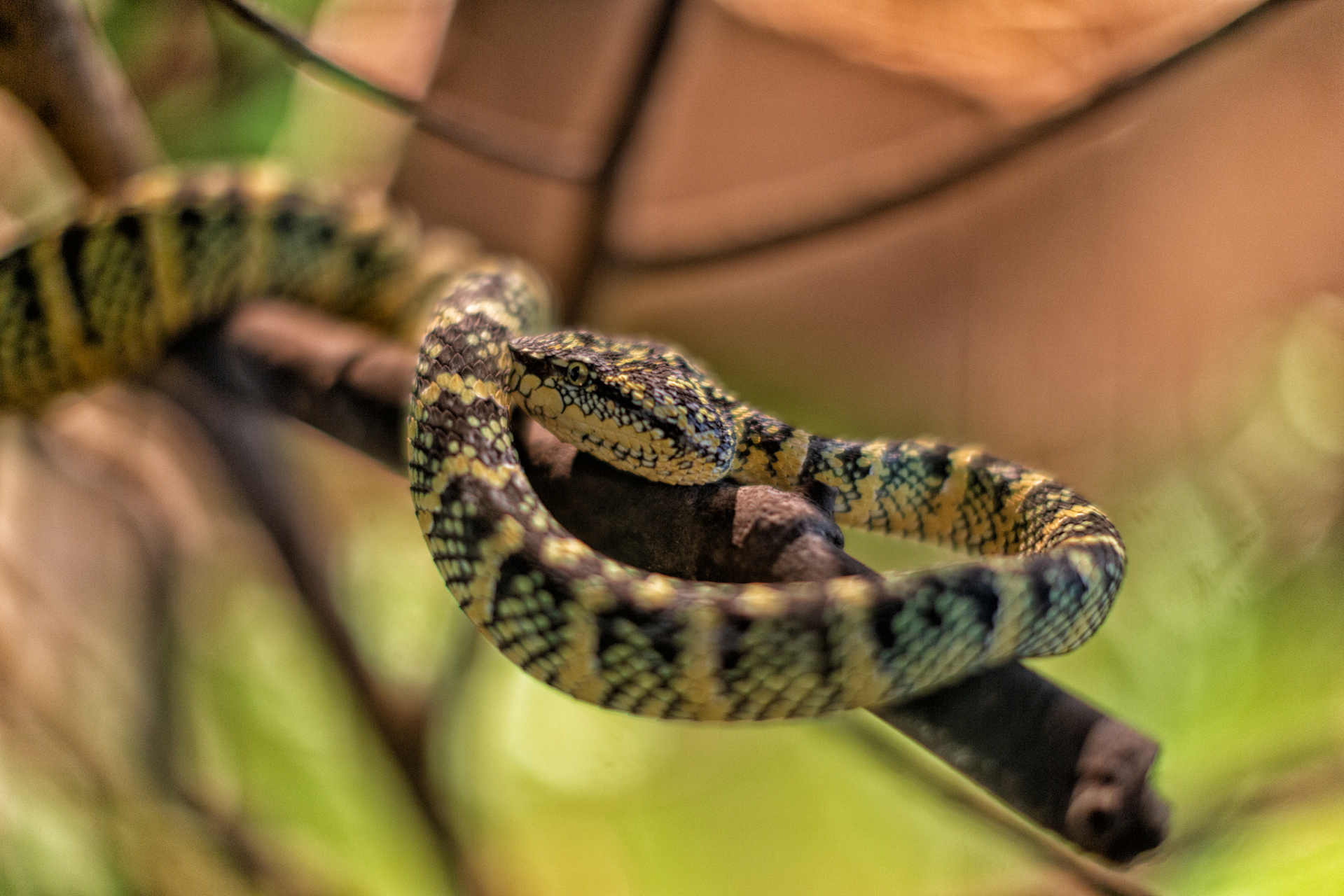 很奇怪这些人把活体蛇入境的目的是啥,破坏社会主义中国环境还是和