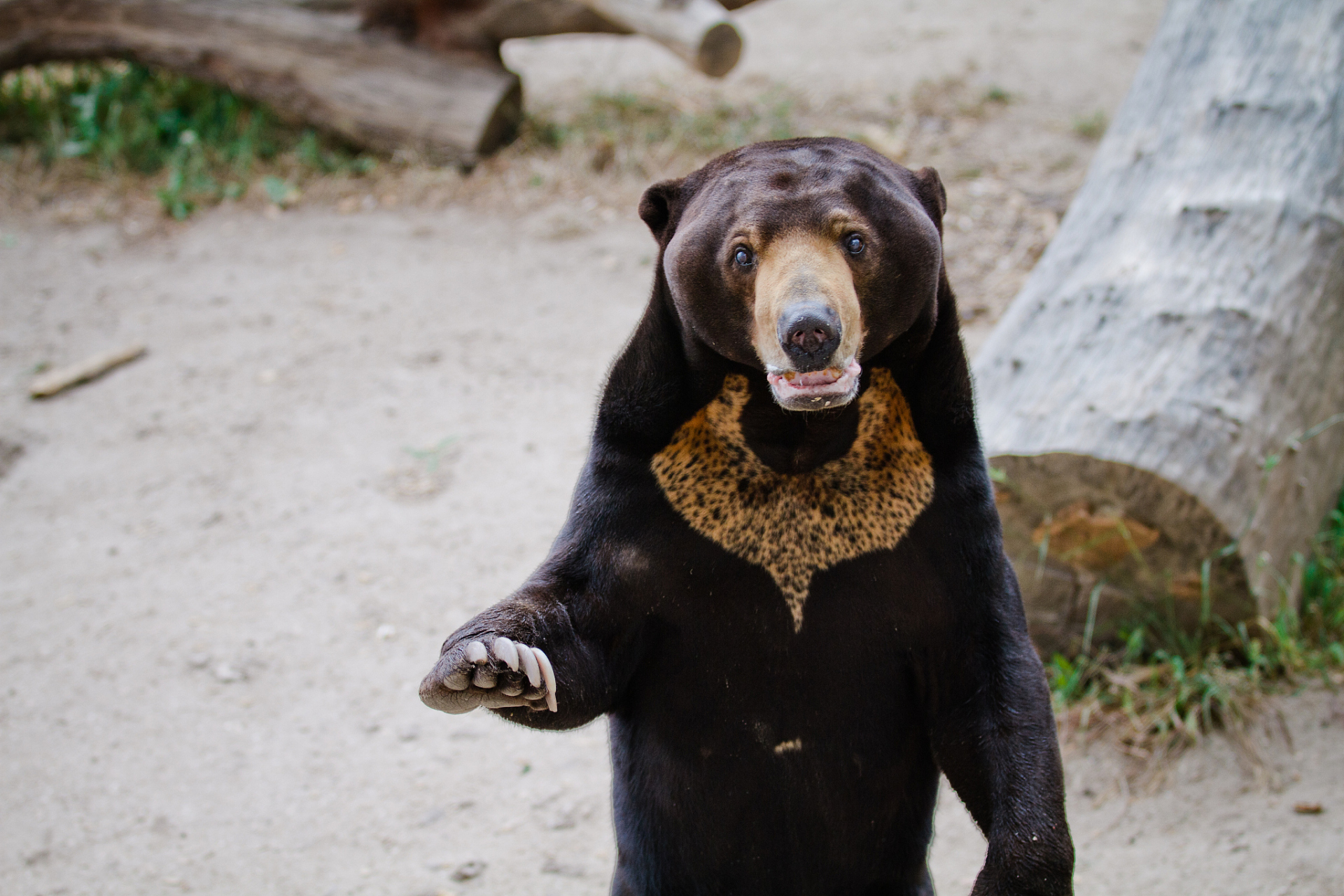 近日,杭州动物园的一只黑熊因其独特的站立姿势而引起了广泛关注.