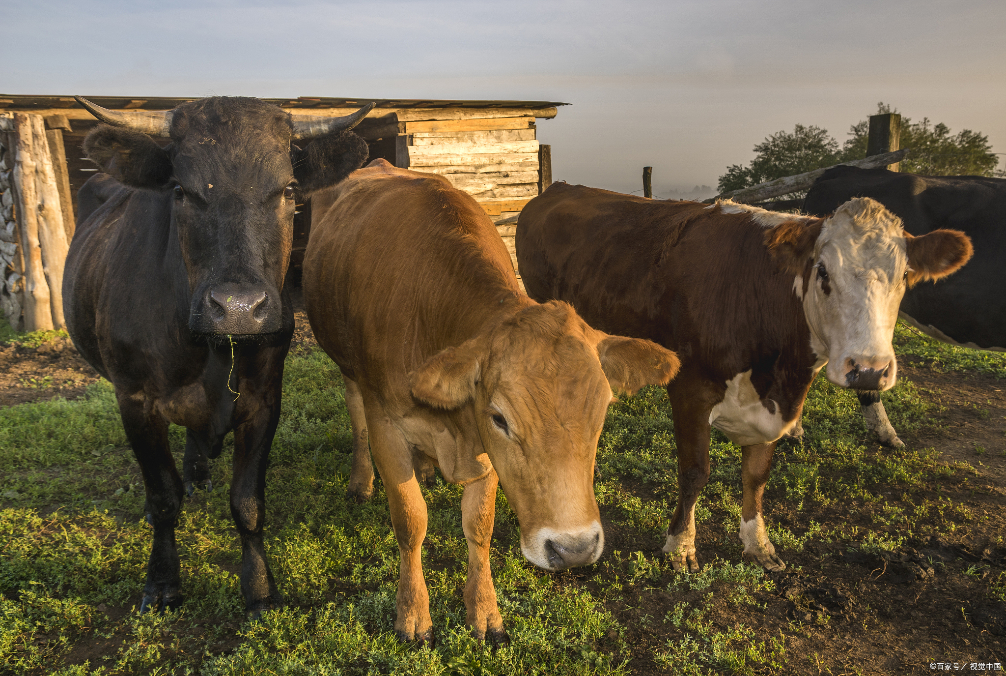 通辽京缘种牛繁育有限责任公司性控冻精委托生产服务采购项目招标