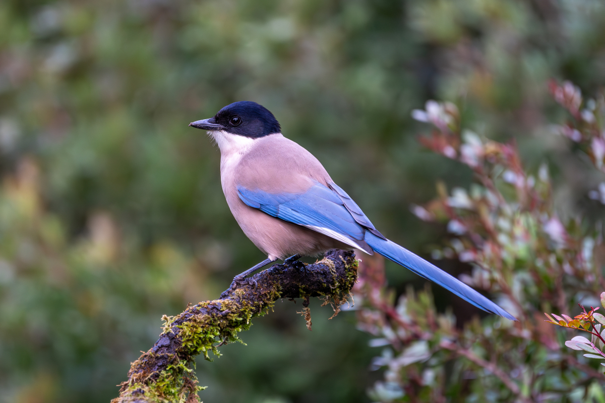 小喜鹊的食物习性及其重要性