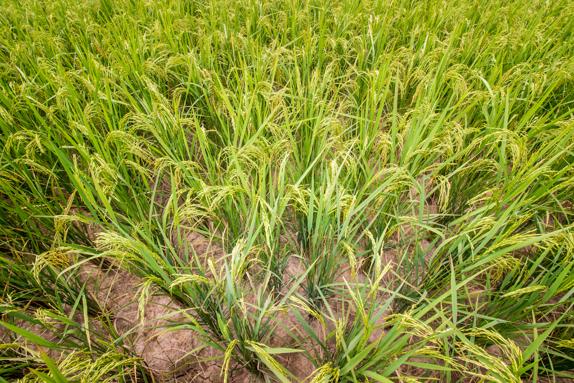 旱稻是一种适应干旱条件的水稻作物,可以在没有灌溉设施的情况下生长.