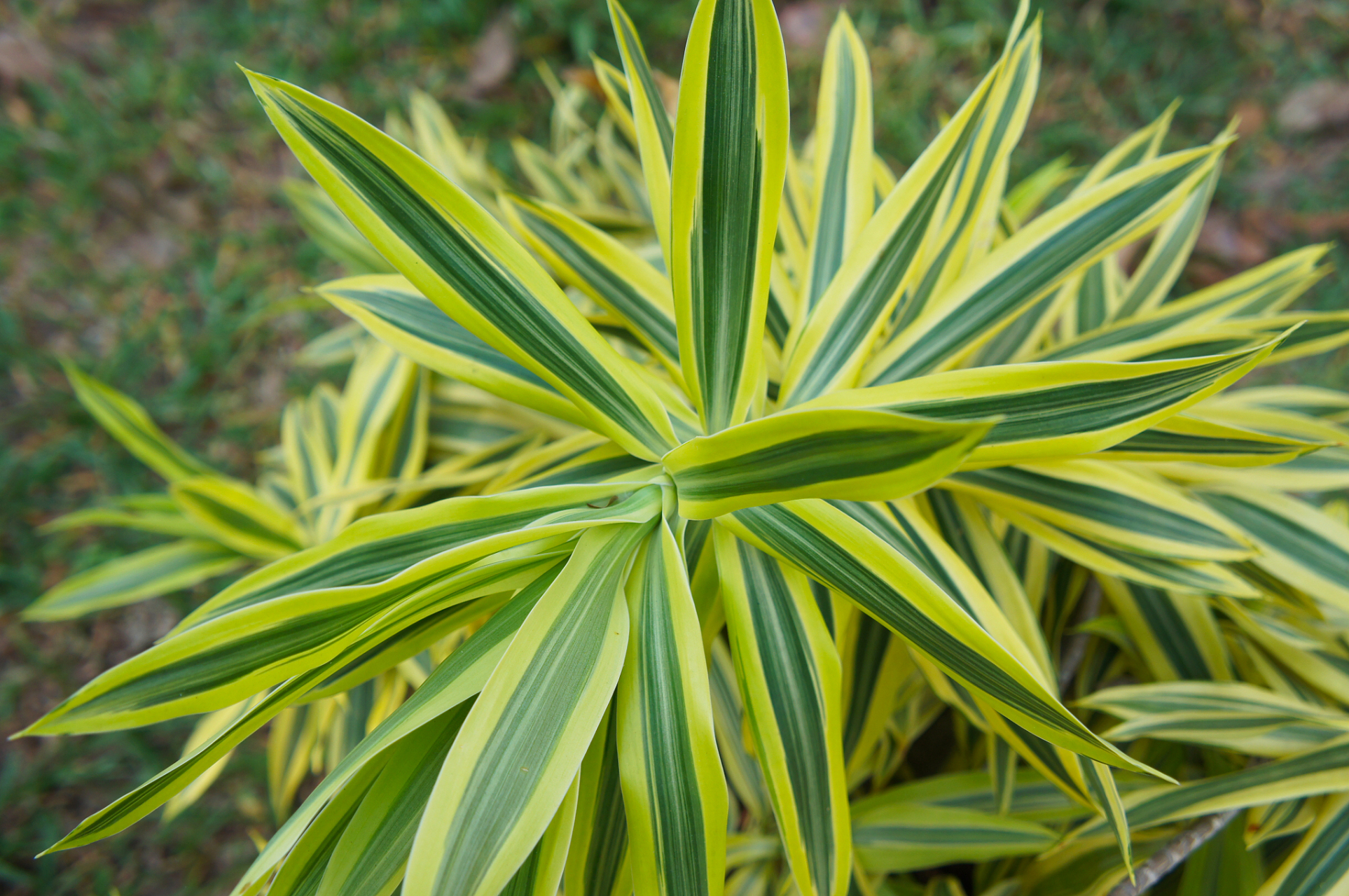 百合竹是一种室内观叶绿植,其侧芽生长速度受植物生长习性,环境条件和