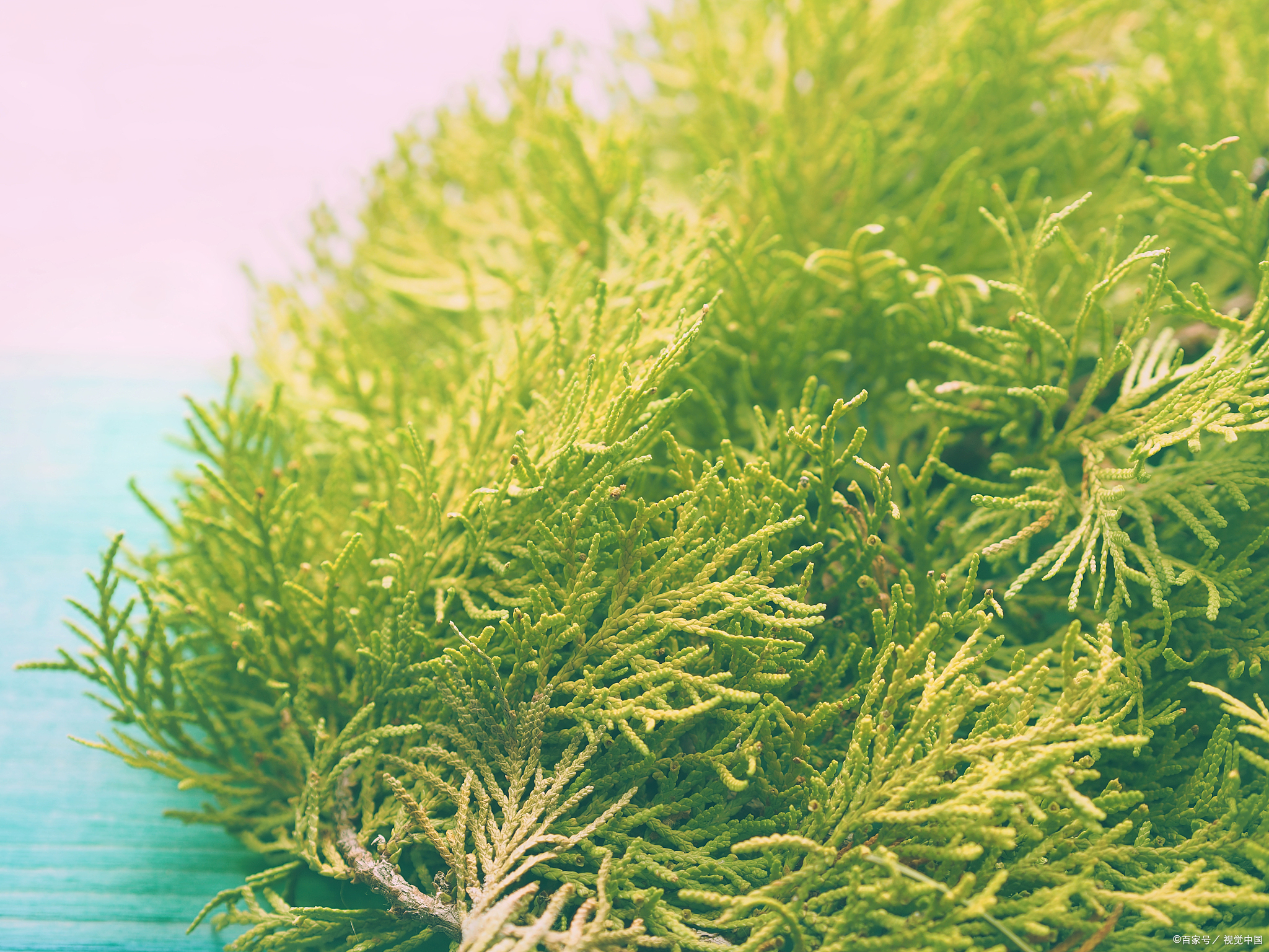 马尾藻,这种生长在海洋深处的藻类植物,不仅富含多种对人体有益的矿