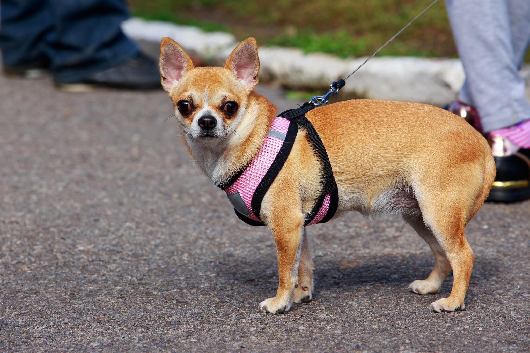 吉娃娃小巧玲珑,勇敢又机警!小鹿犬体型适中更友好