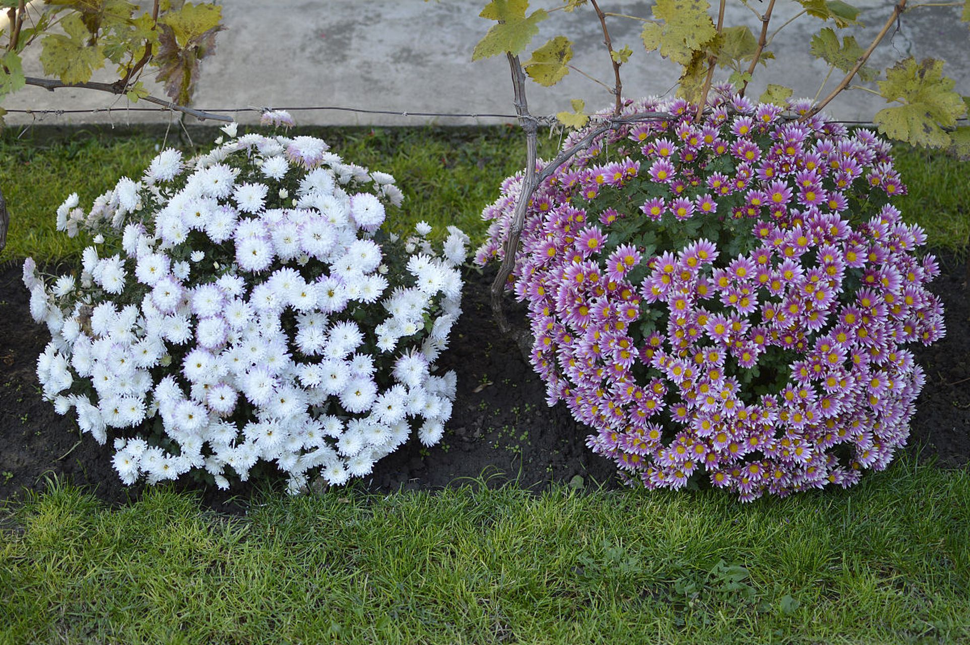 重瓣丹麦风铃花需要排水良好,适度湿润的土壤,充足阳光和营养.