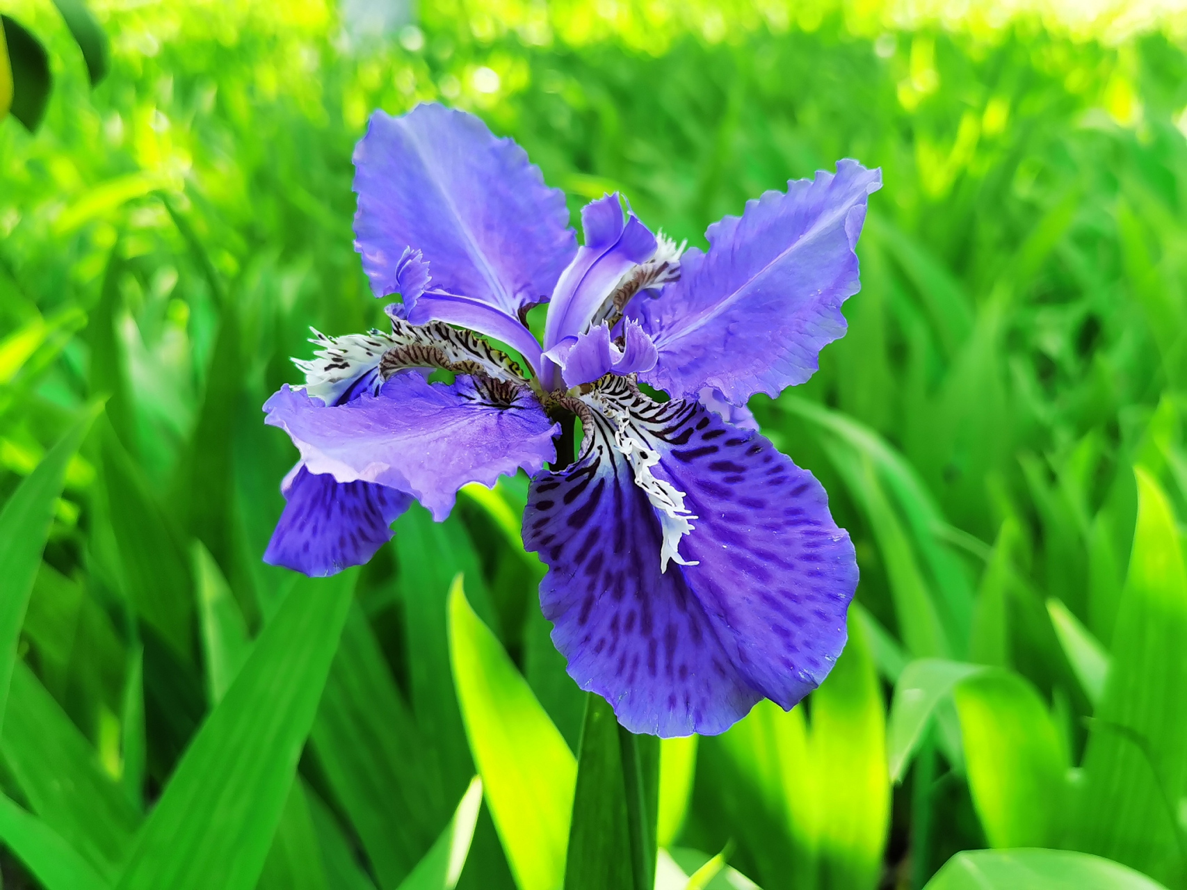 代表友情的花图片