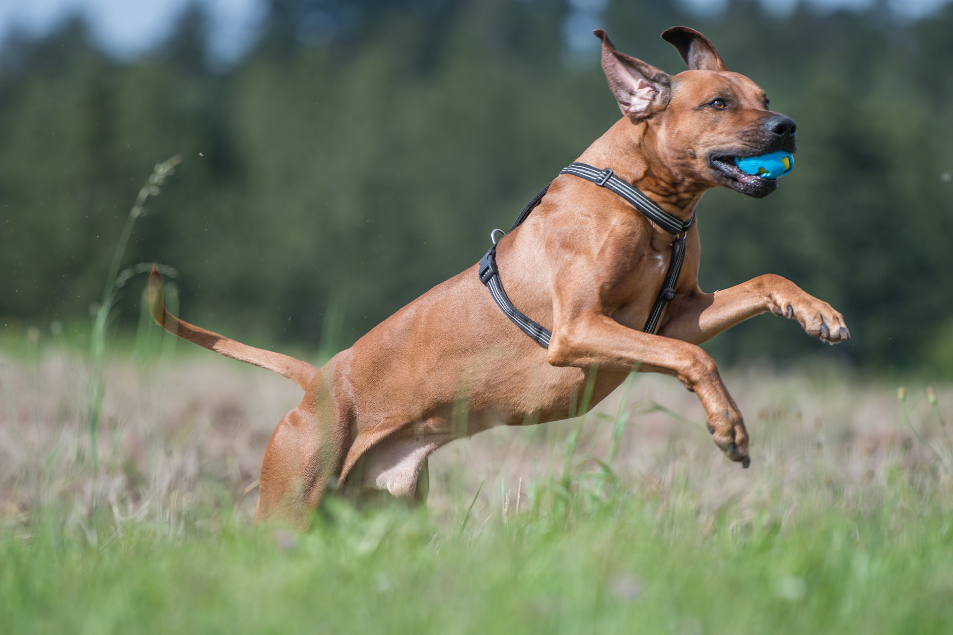 狂猎之犬图片