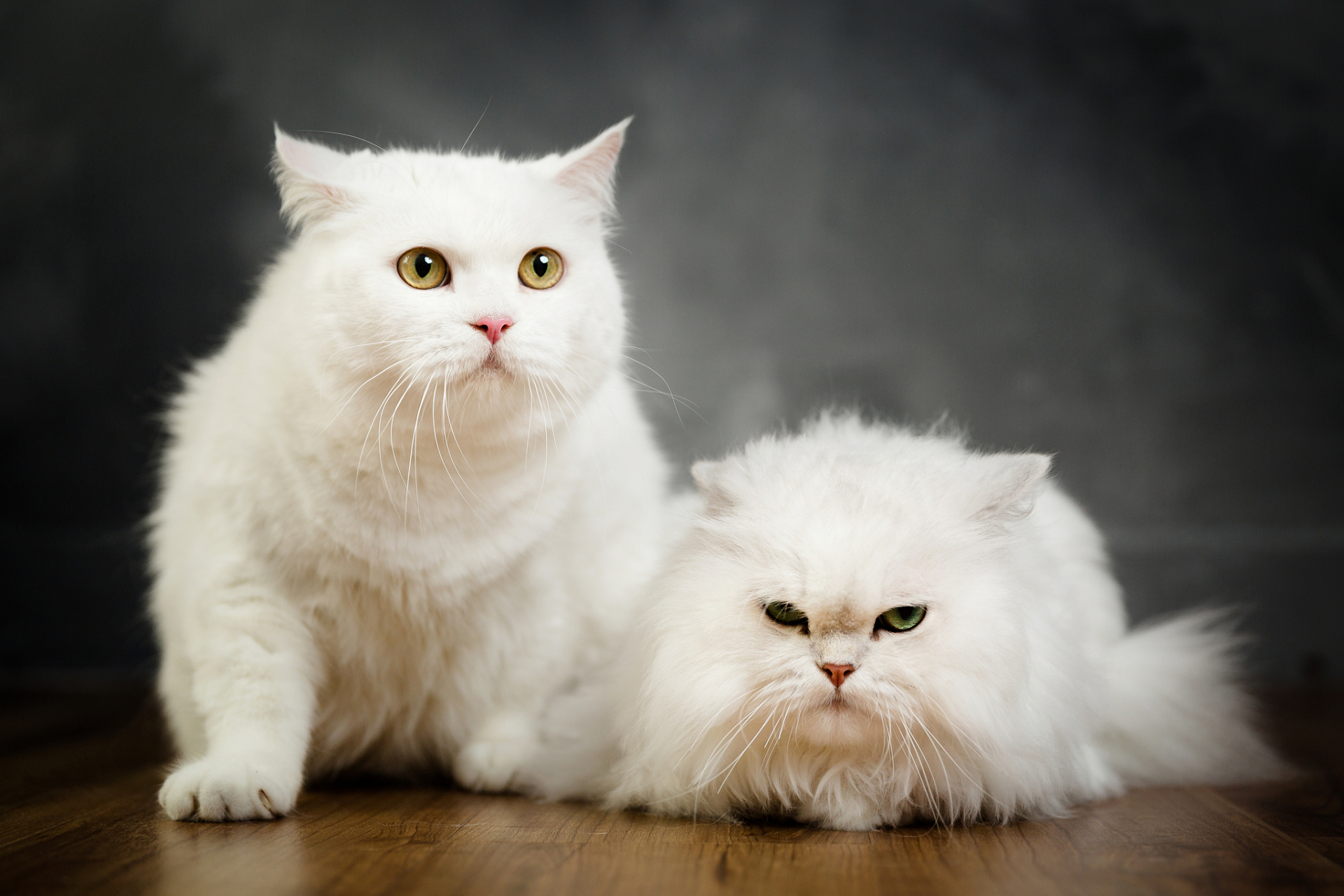 《如何让你的宠物猫成为社交媒体上最受欢迎的明星》  你有一只可爱的