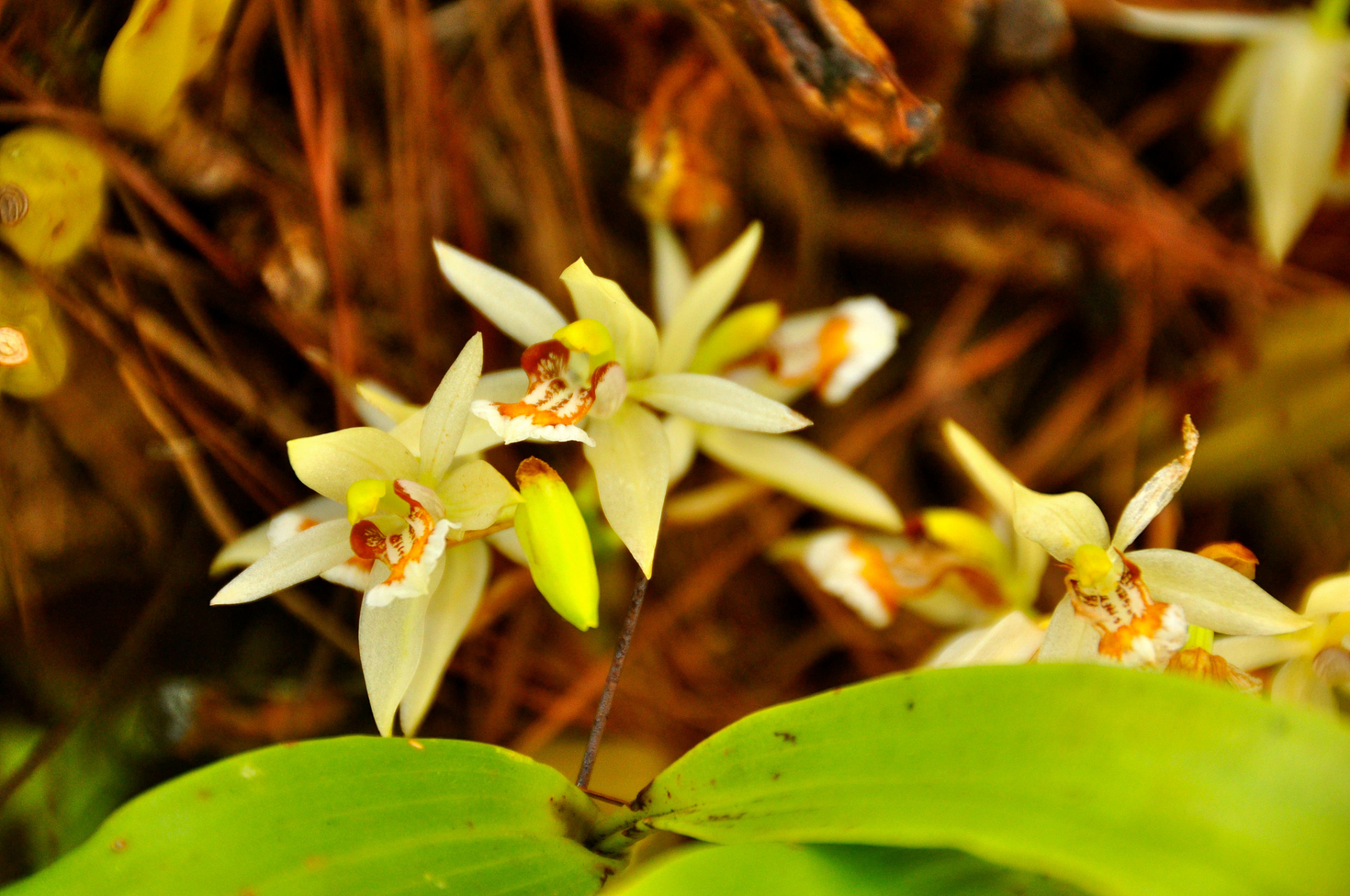04珍虫石斛,这个名字听起来就充满了神秘感.
