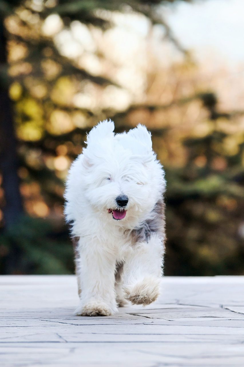 但断尾也给古牧带来委屈和哭泣,呼吁关注动物权益.