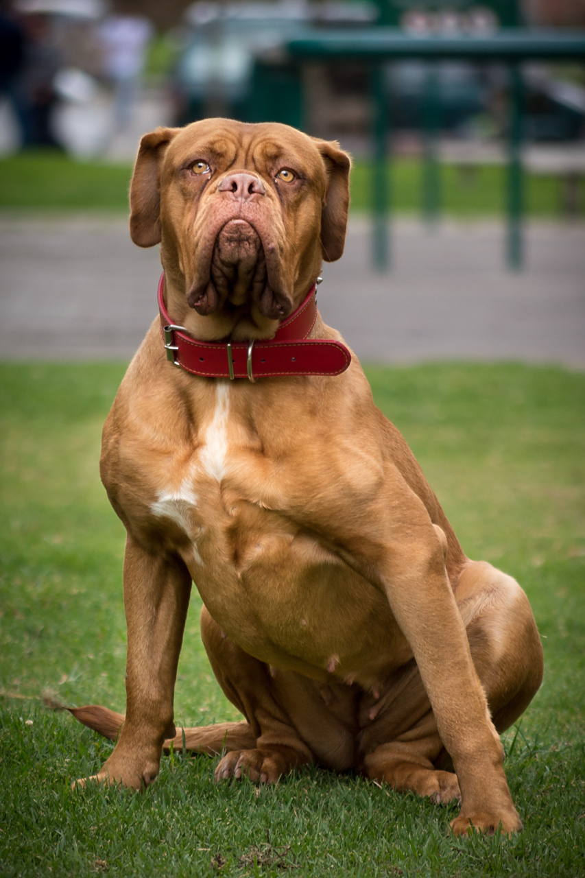 日常护理:菲勒犬的毛发需要定期的梳理和修剪,以保持清洁和健康.