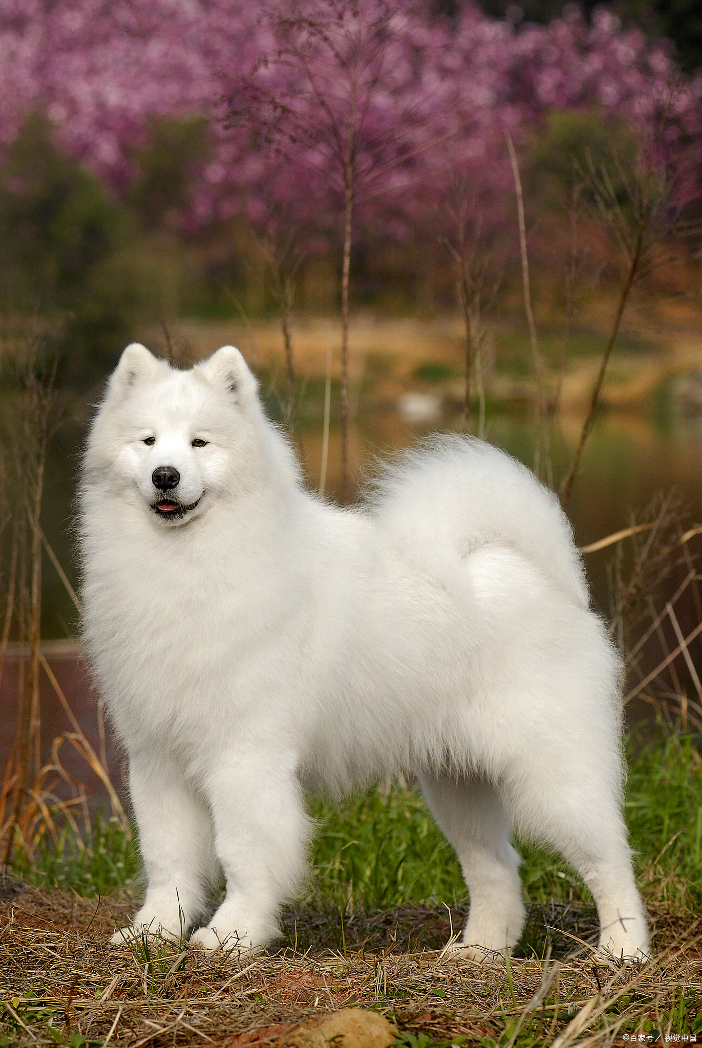 萨摩耶犬怕冷吗?