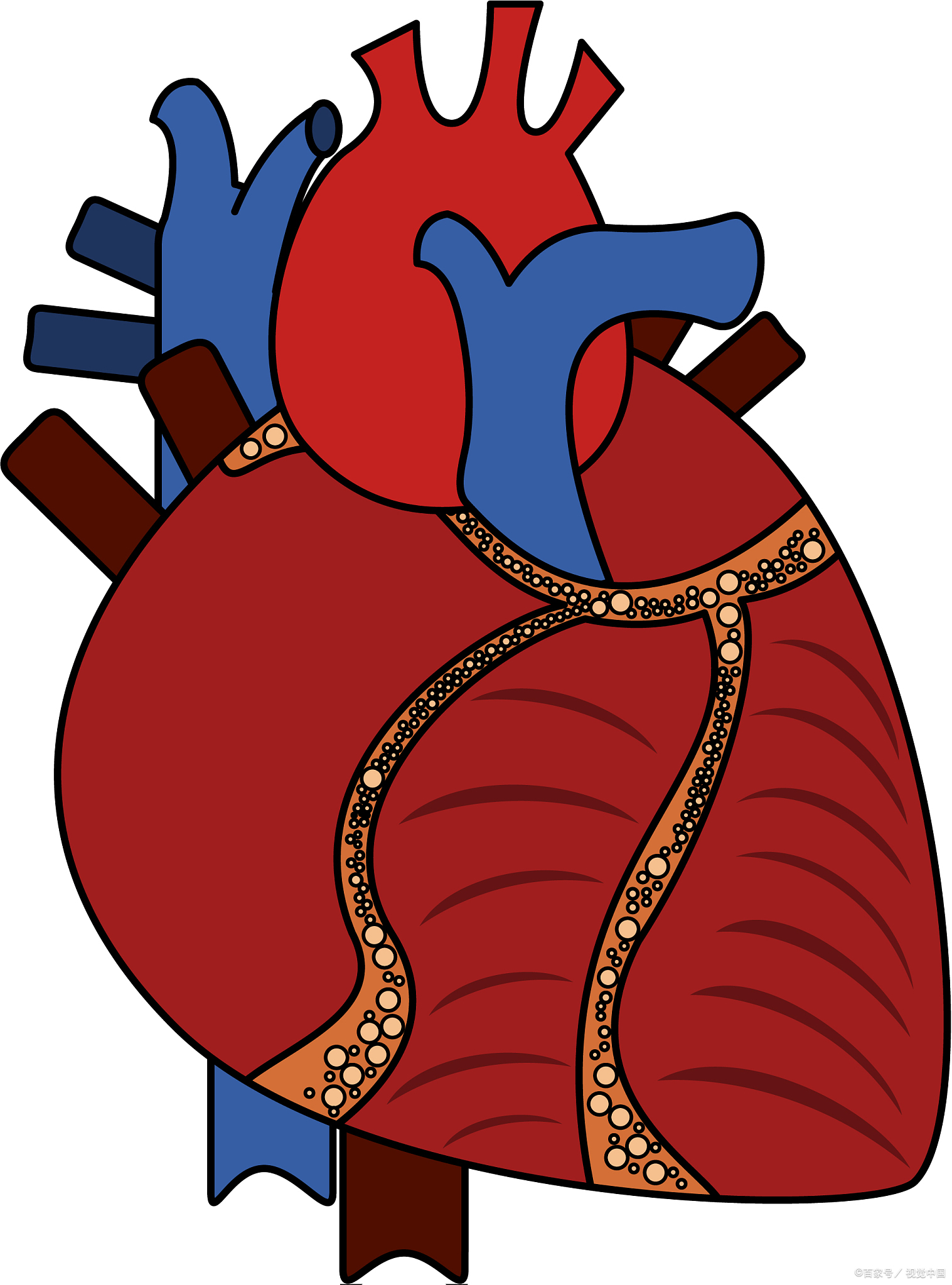 总是被惊醒,稍微一活动就心慌 原因:心气虚寒 功效:补益心心脏的图片