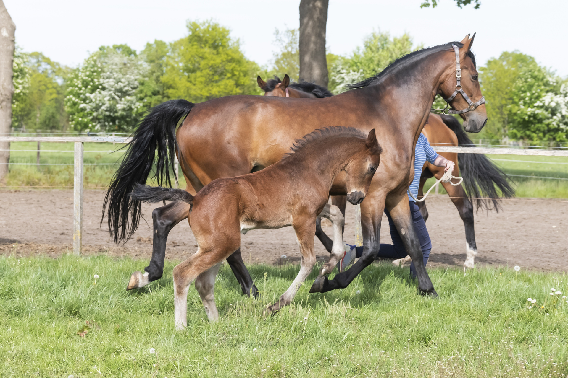 [原文:大马和小马是怎么配的种,.