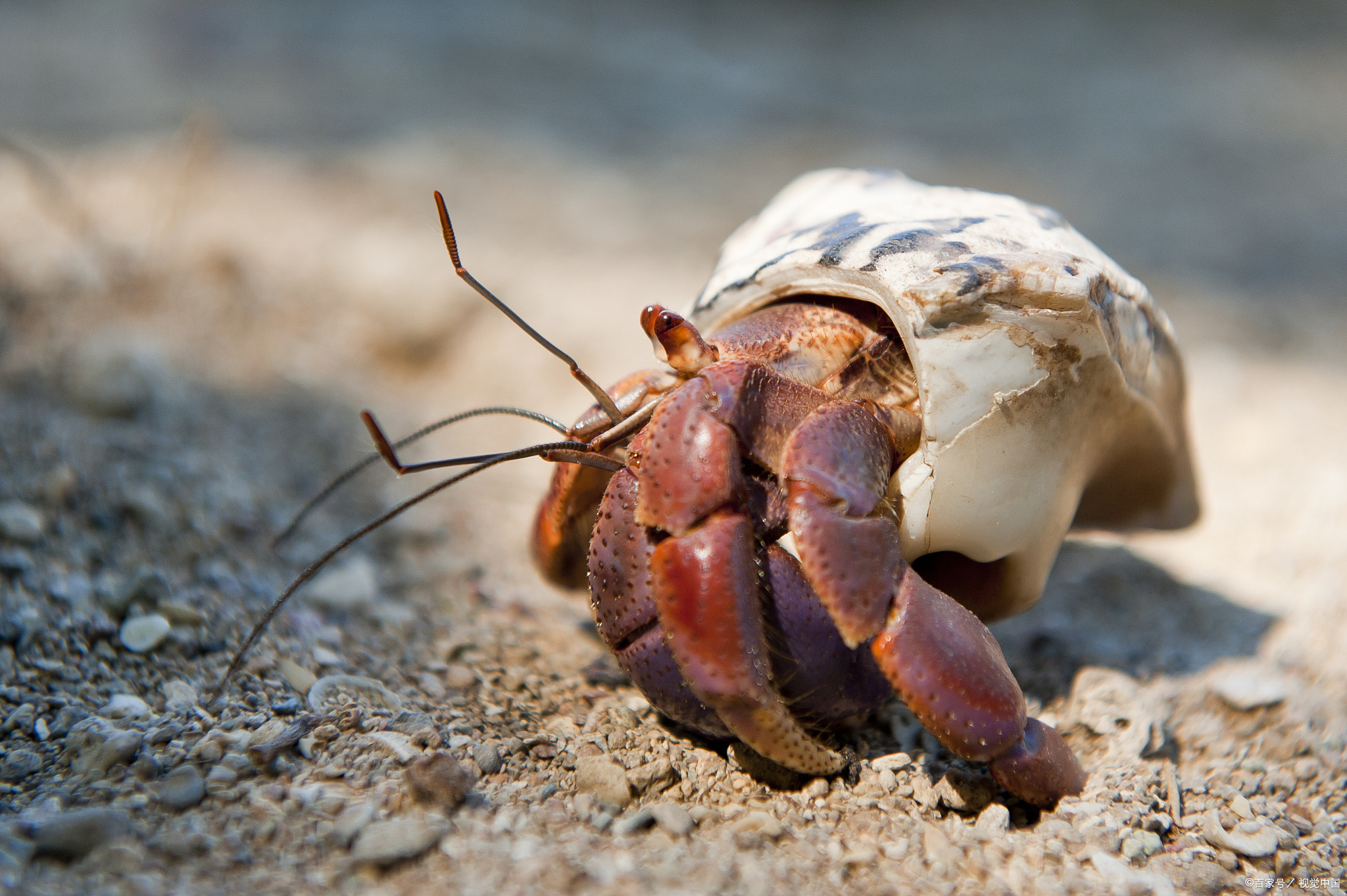 科普《动物篇》:寄居蟹和海葵,海洋中奇妙的共生关系