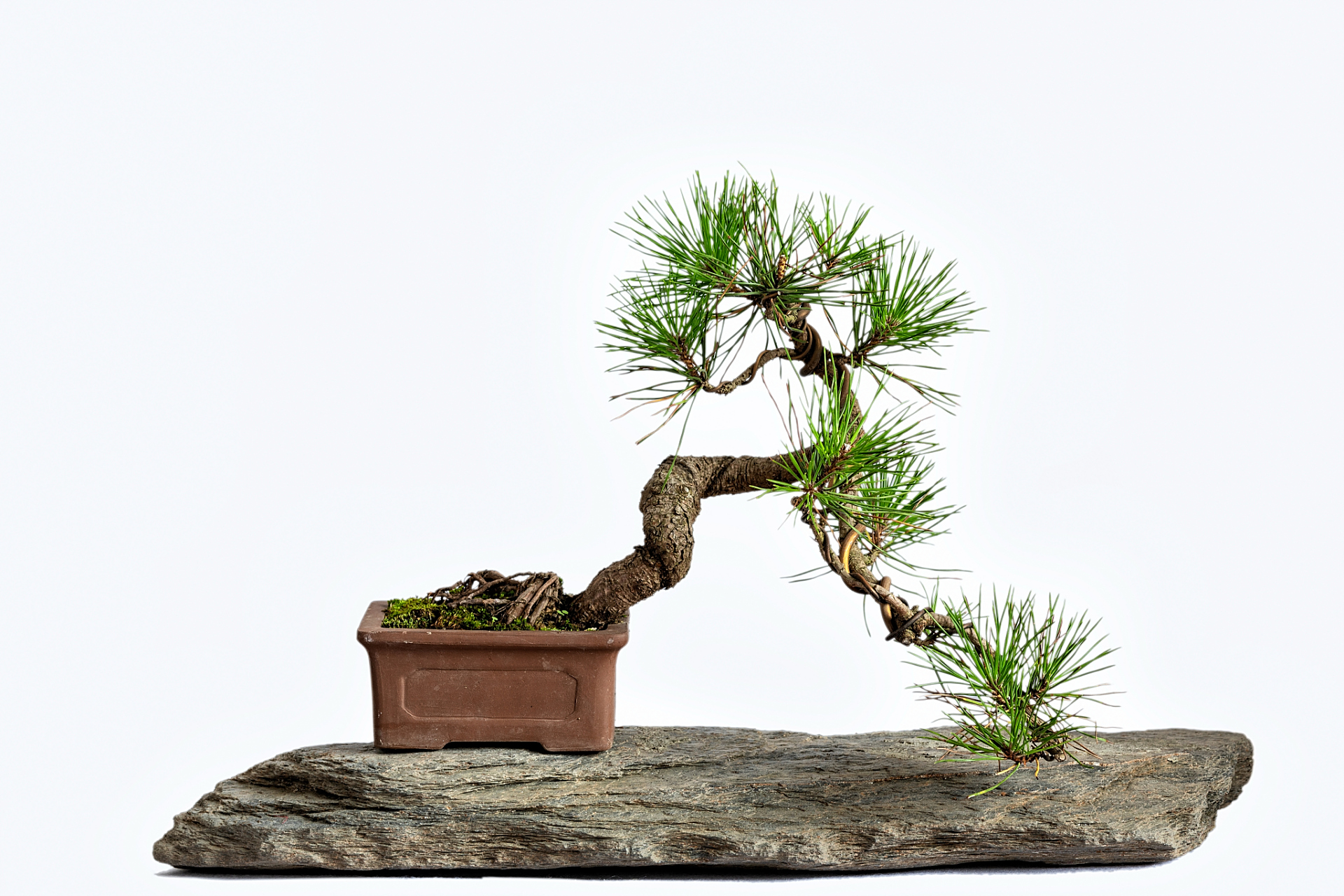 马尾松四季苍翠,傲然独立,潇洒俊逸,是制作盆景的良好材料,又称"山松"