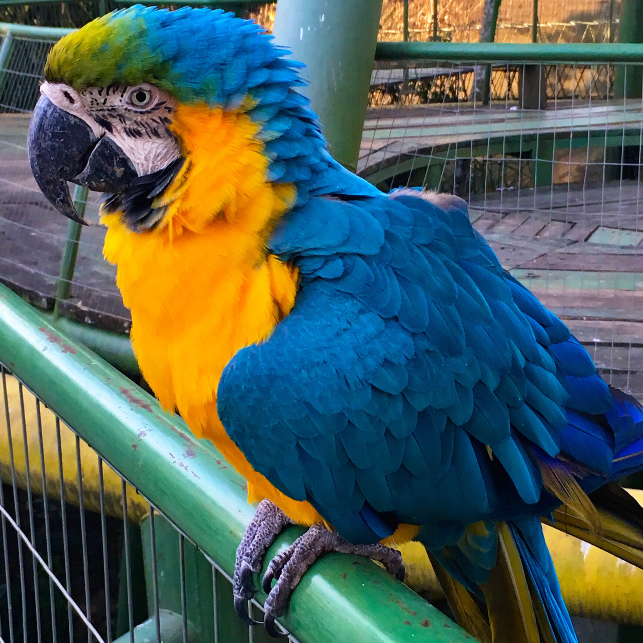 不同种类的鹦鹉叫声各有特色,如虎皮鹦鹉轻快有节奏,金刚鹦鹉浑厚悠长