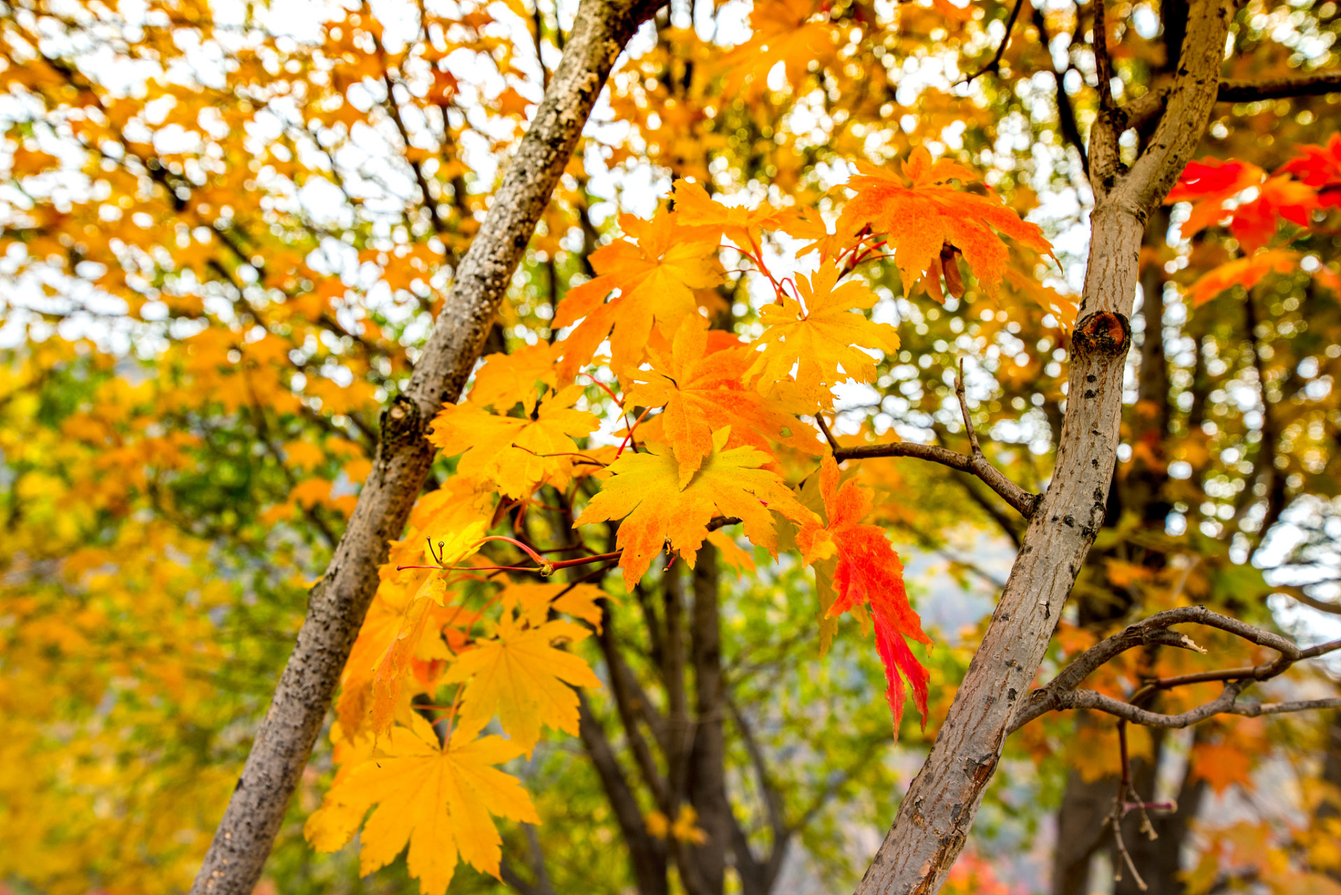 红叶如火,重庆秋天的动人风景 是的,重庆的秋天景色确实令人心动.