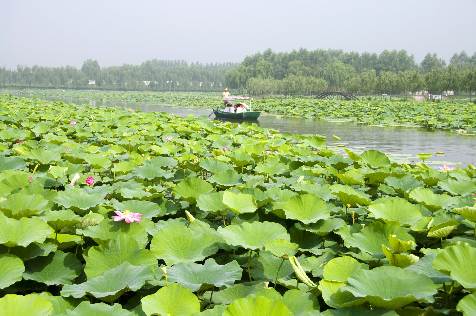 白洋淀是国家aaaaa级旅游景区,位于河北省中部,是河北第一大内陆湖,总