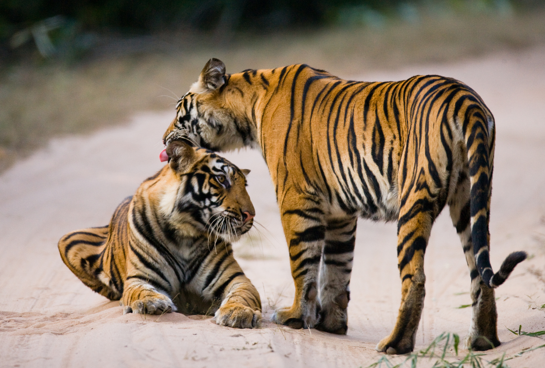 爪哇虎和苏门答腊虎图片