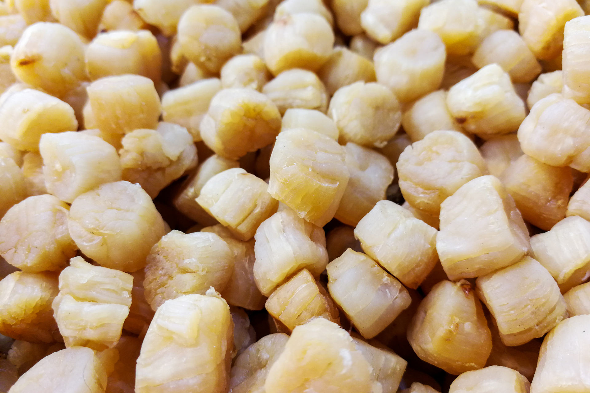 江瑶柱,又名干贝,美味又营养.