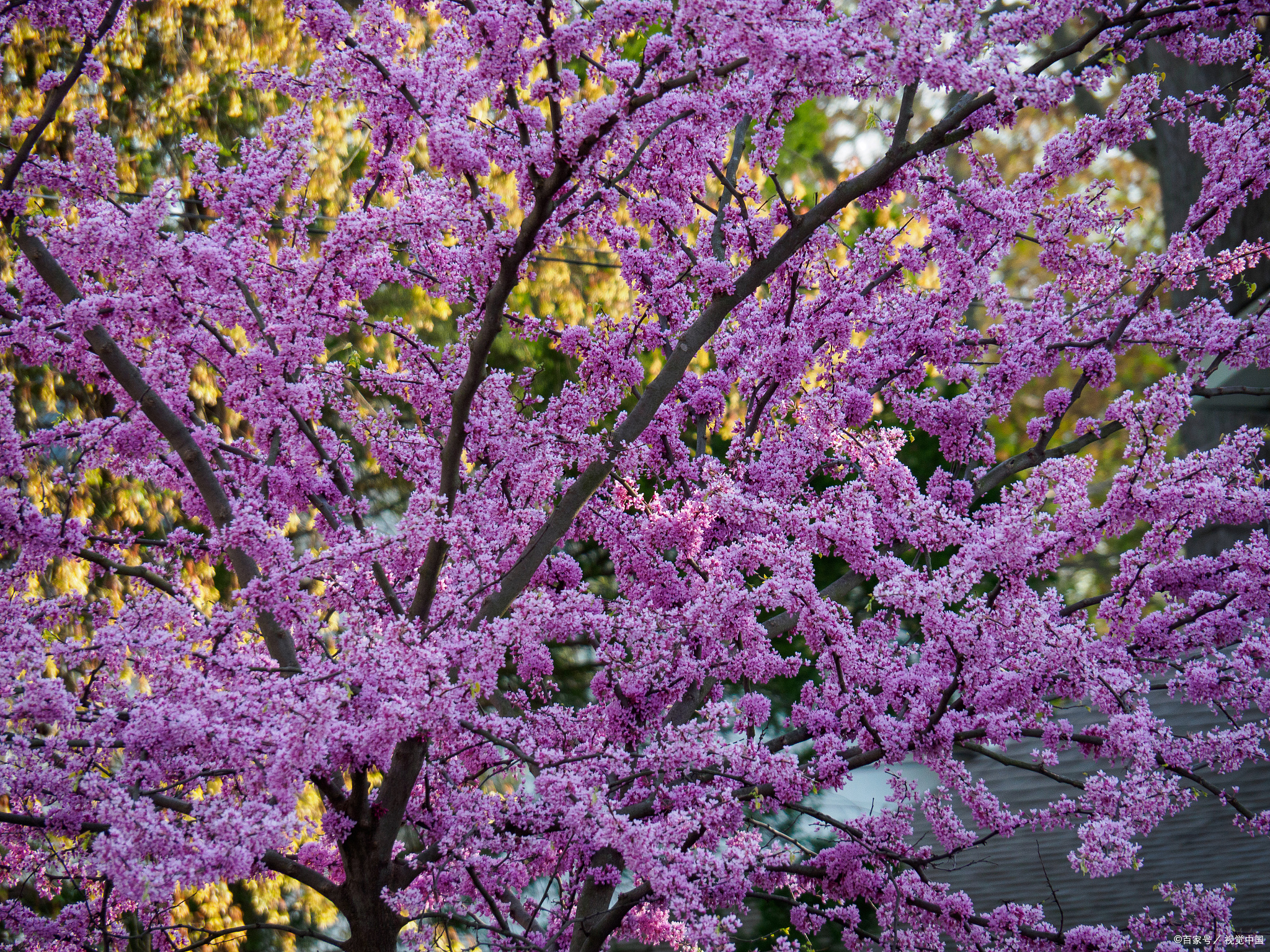 平顶山叶县桐树林,春季桐花开放的淡紫色花海,浪漫!