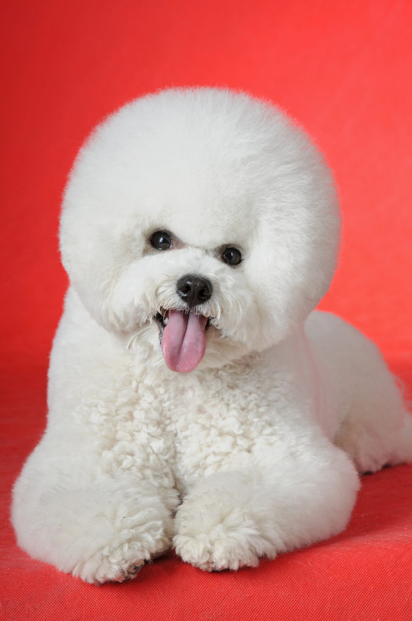 家有比熊犬,温馨满家园!白色卷毛,温顺聪明,它是你的贴心小伙伴.