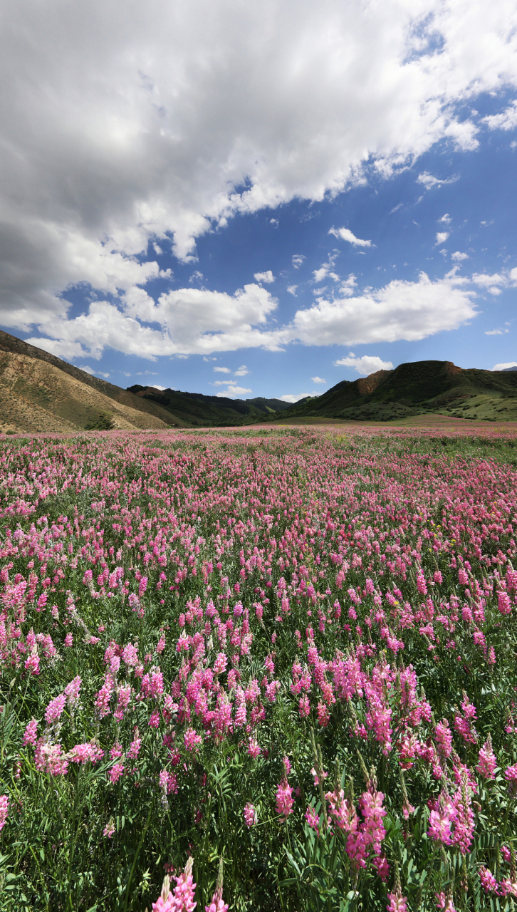 乌拉盖芍药谷是内蒙古高原上的一个梦幻拍摄胜地,6-7月是最佳拍摄季节