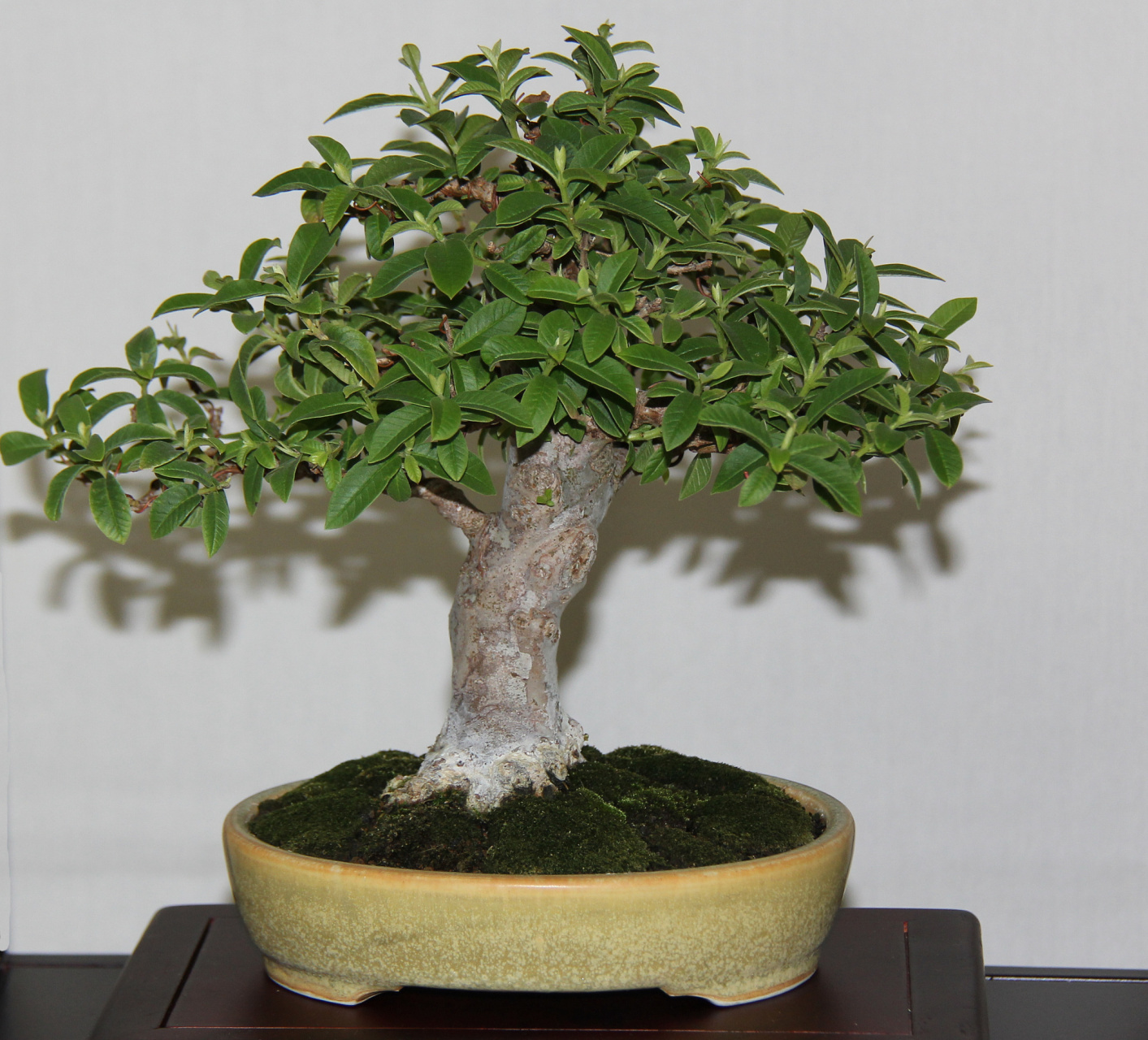 小叶赤楠的修剪技巧包括选择适宜的时间,剪除杂乱和过密的枝条,保持